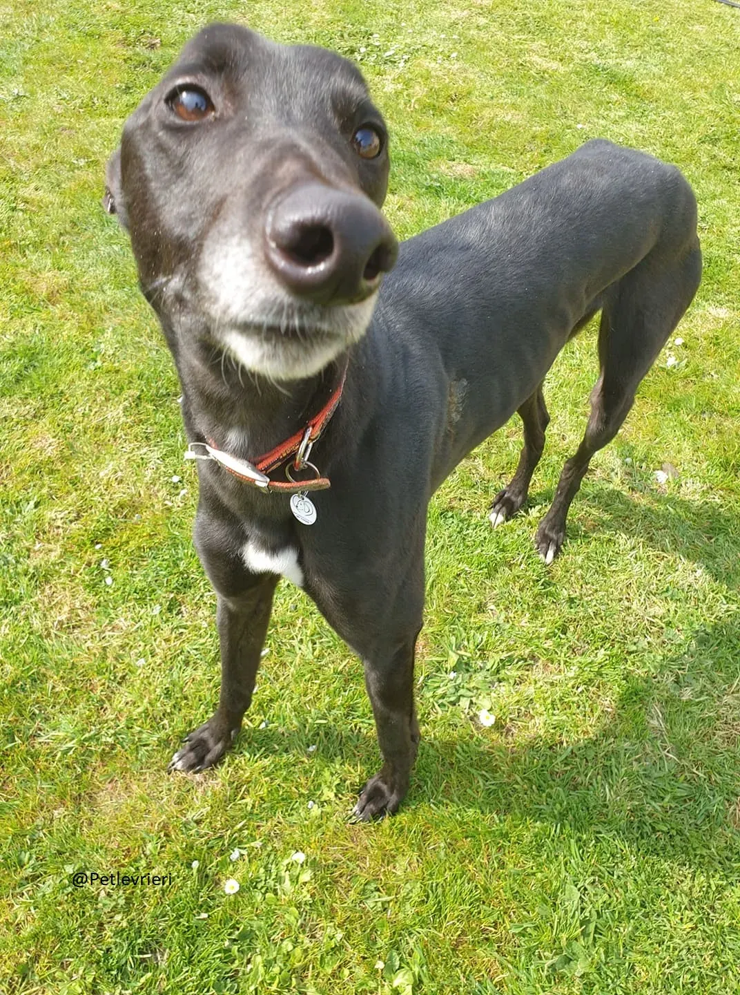 Falcon adozione greyhound 4