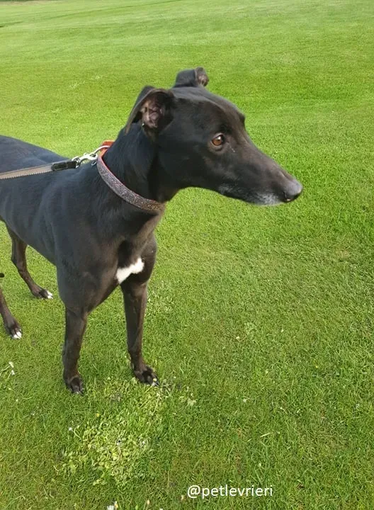 Falcon adozione greyhound 5 1