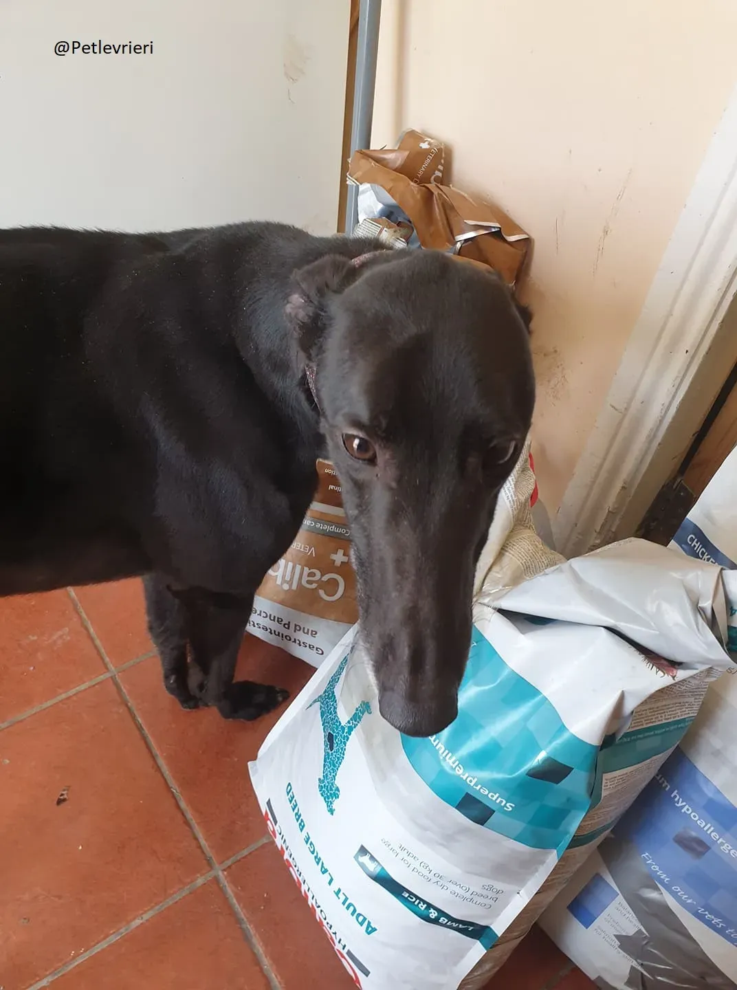 Falcon adozione greyhound 5