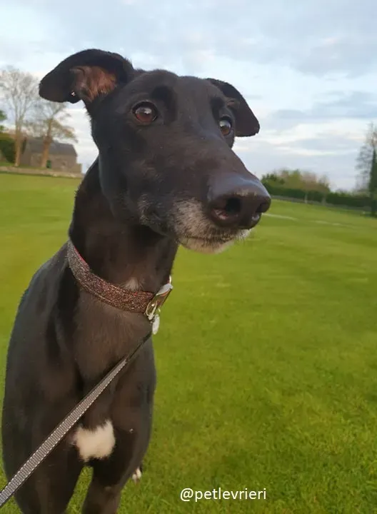 Falcon adozione greyhound 6 1