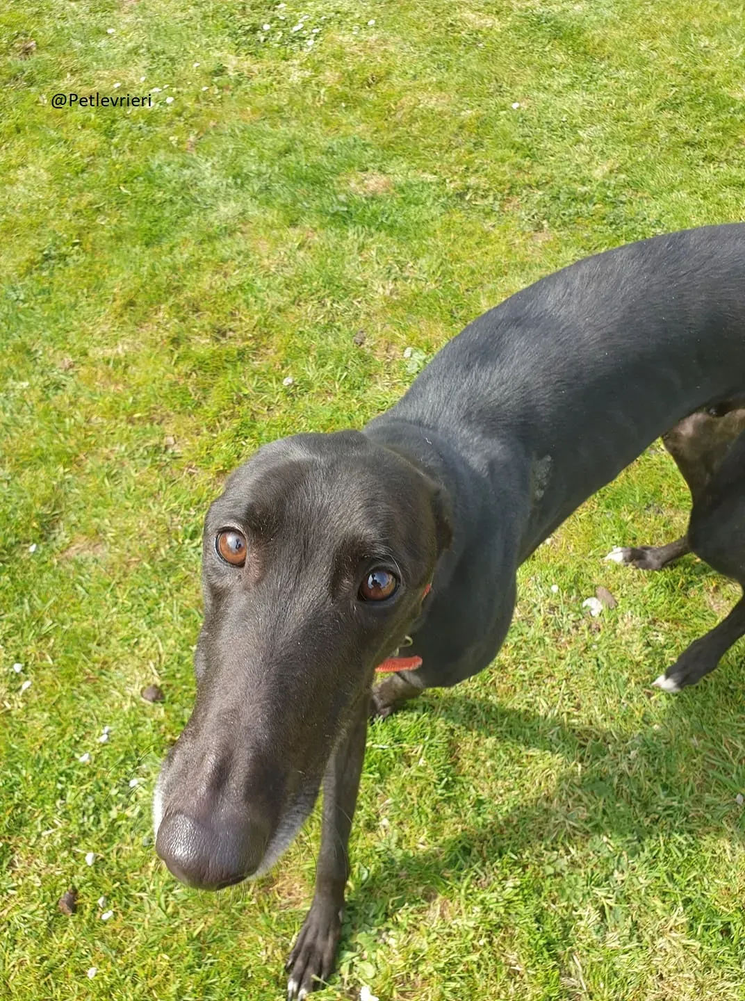 Falcon adozione greyhound 6