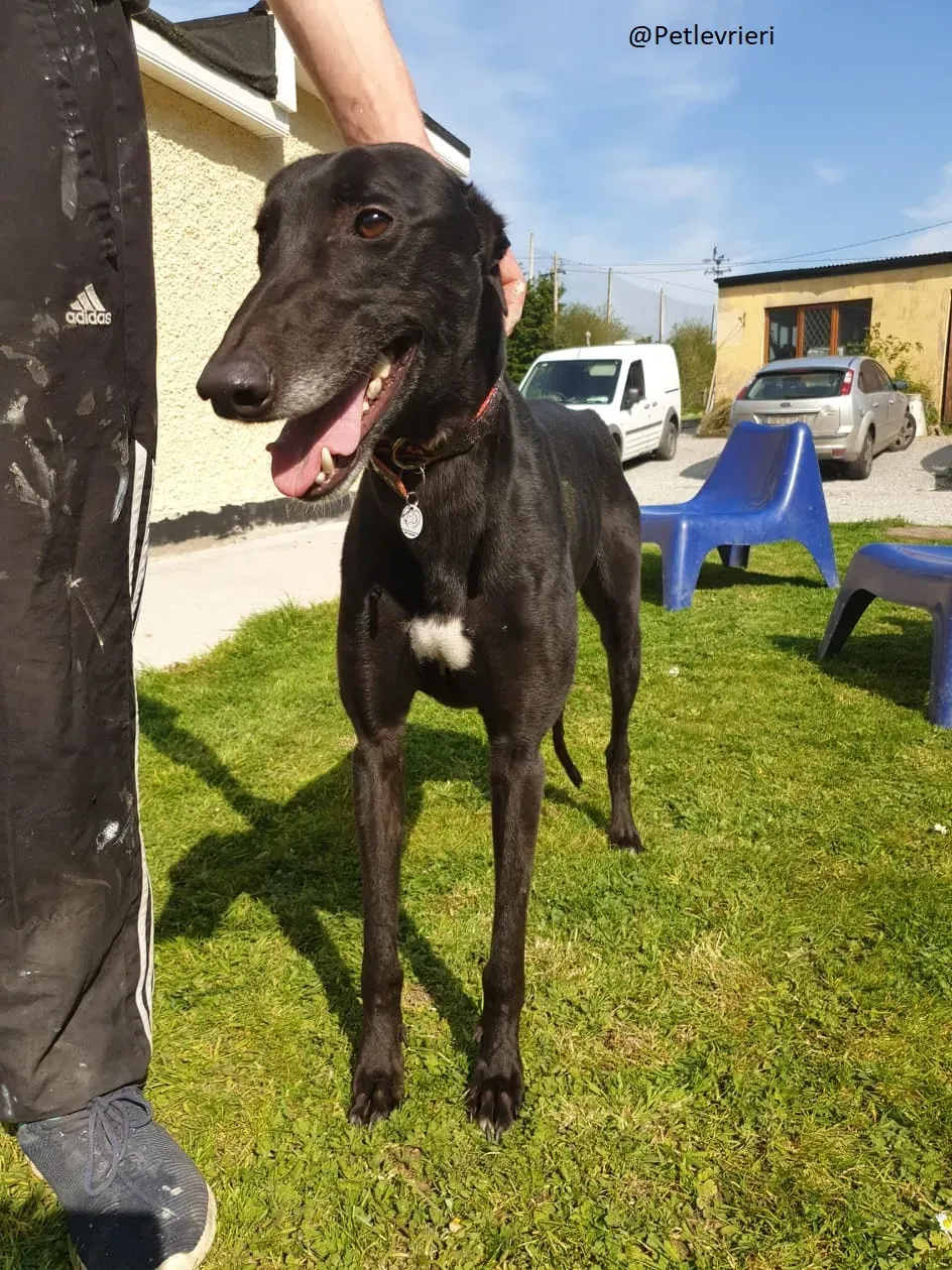 Falcon adozione greyhound 7