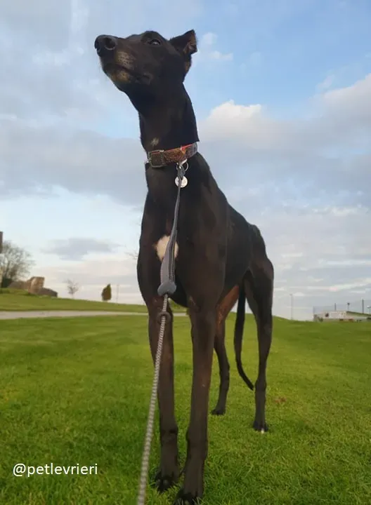 Falcon adozione greyhound 8 1