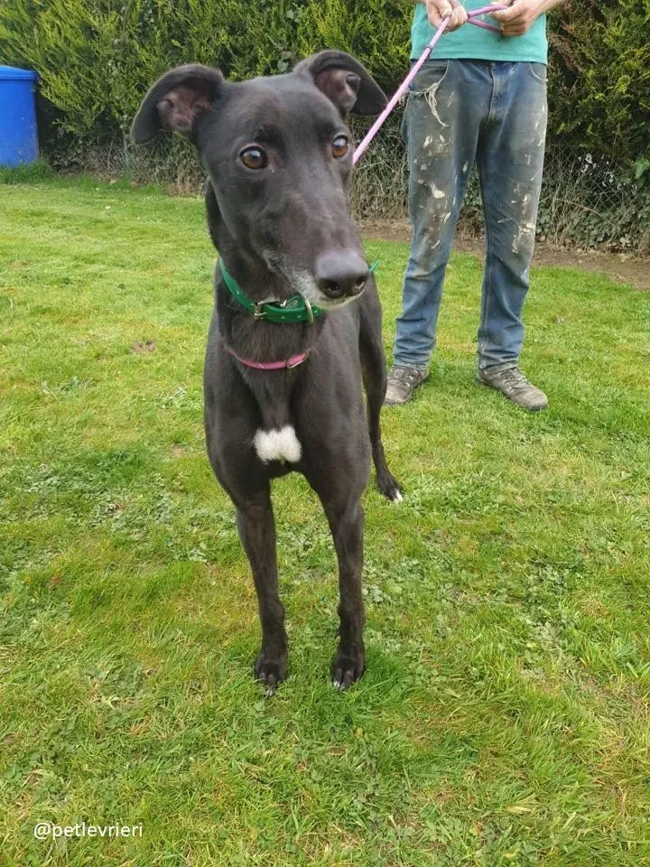 Falcon adozione greyhound 8