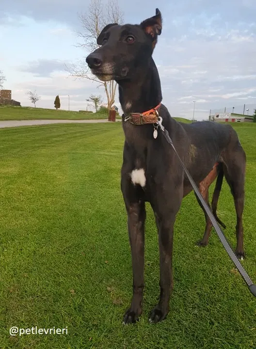 Falcon adozione greyhound 9