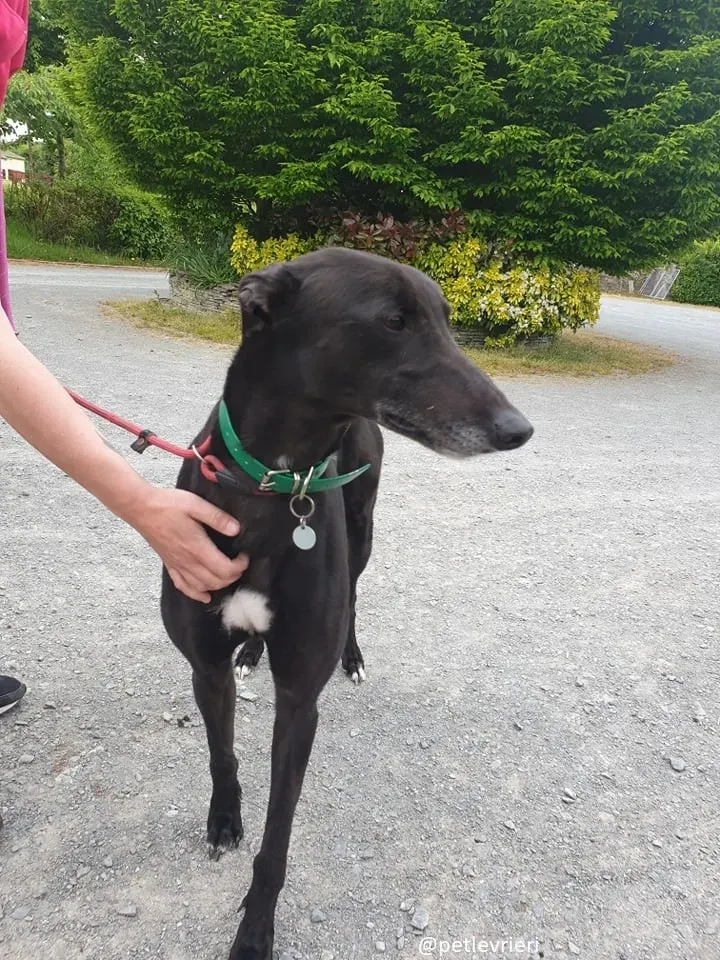 Falcon adozione greyhound