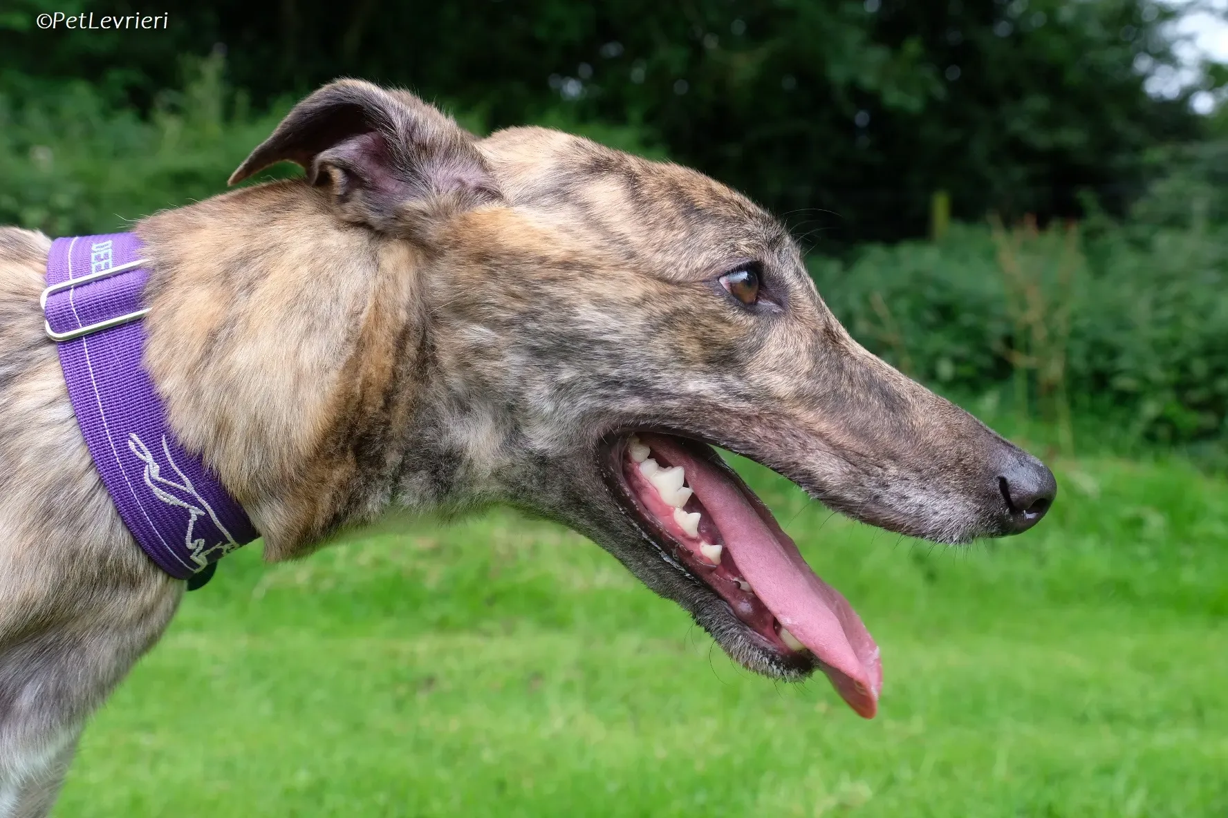 Fallon adozione levrieri greyhound 12