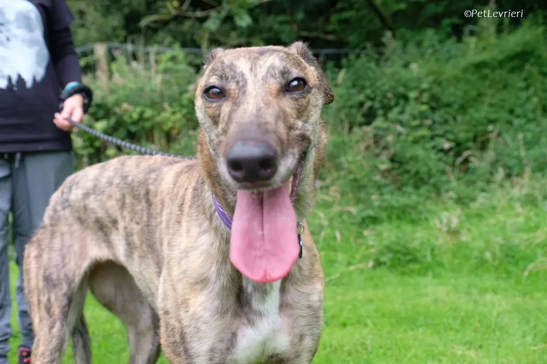 Fallon adozione levrieri greyhound 13