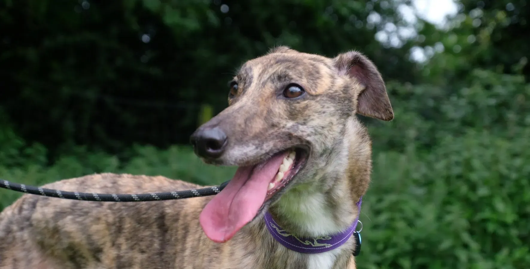 Fallon adozione levrieri greyhound 14 e1690130497675