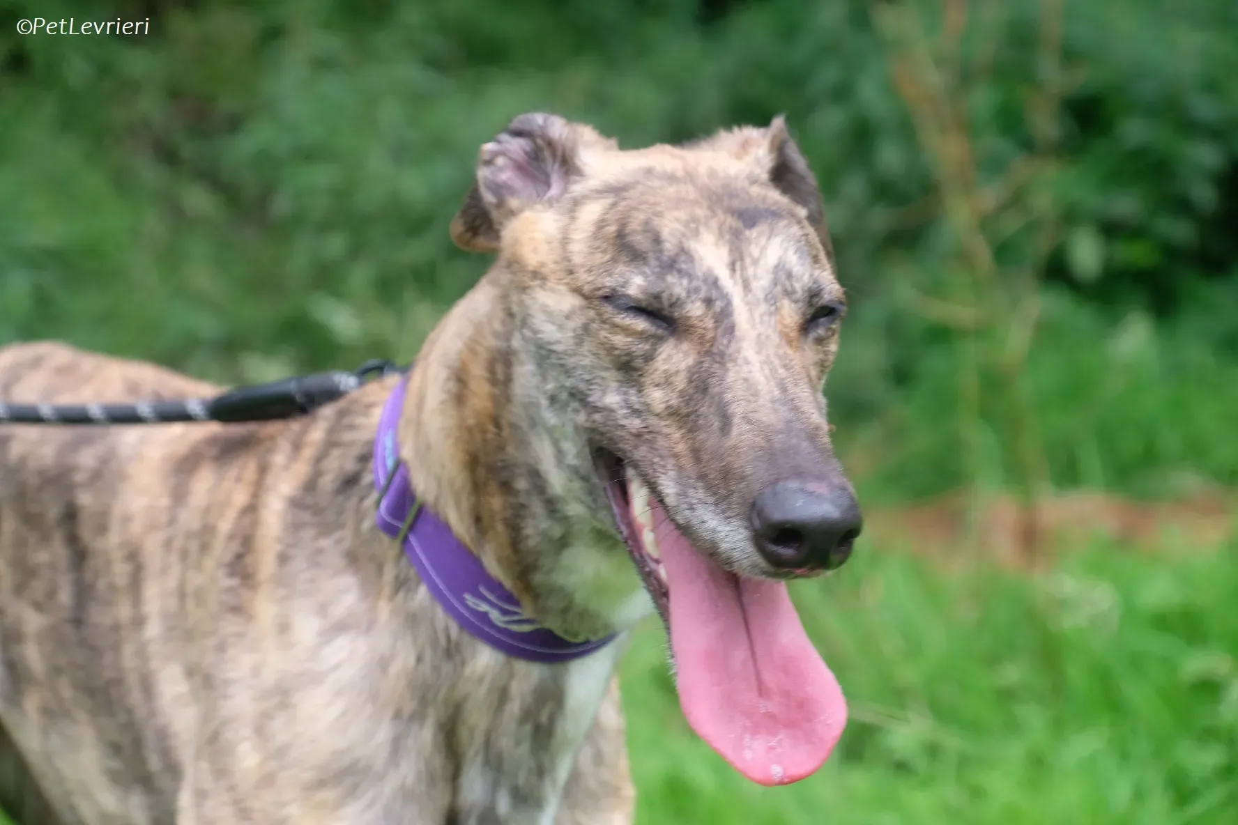 Fallon adozione levrieri greyhound 15