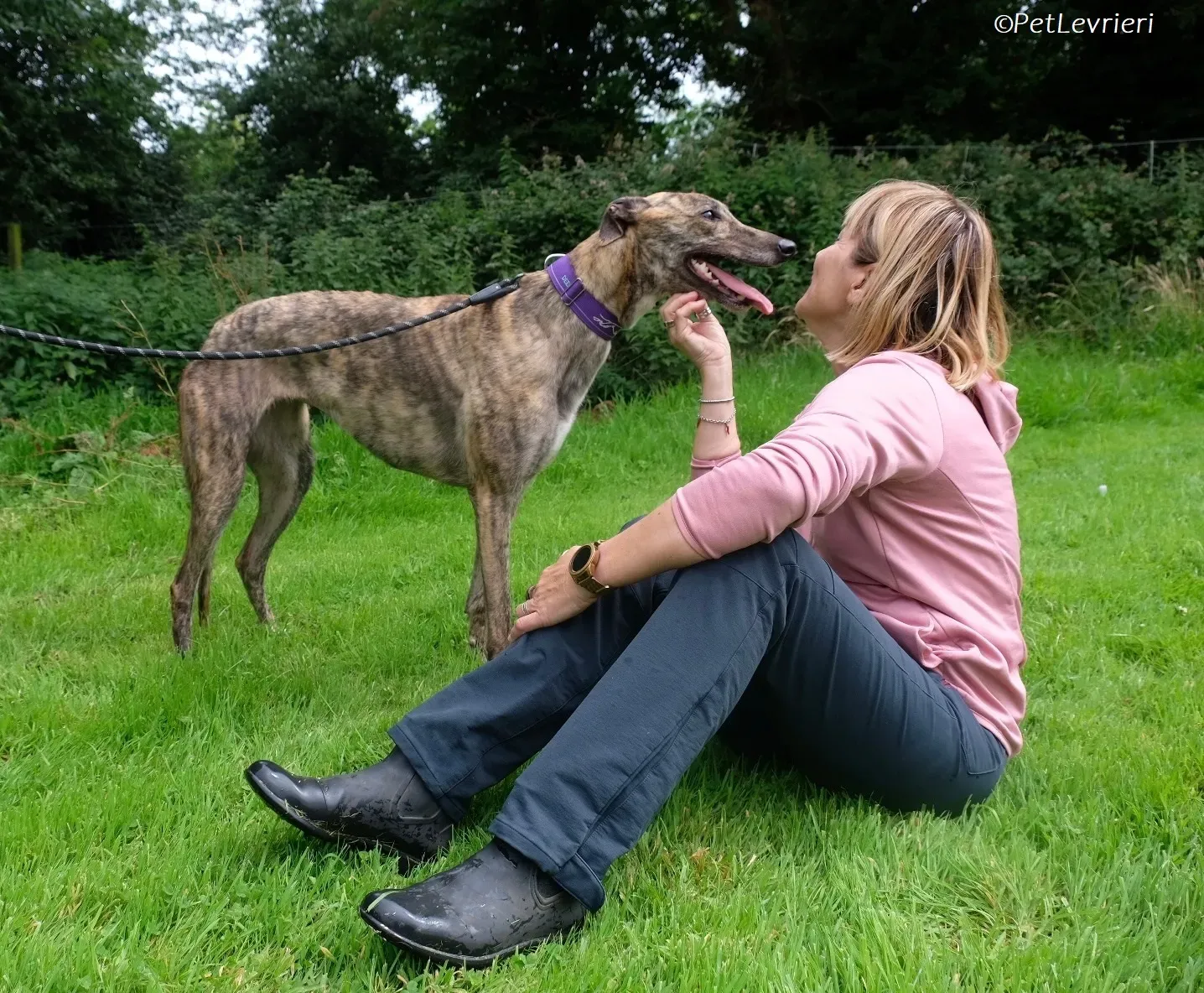 Fallon adozione levrieri greyhound 16