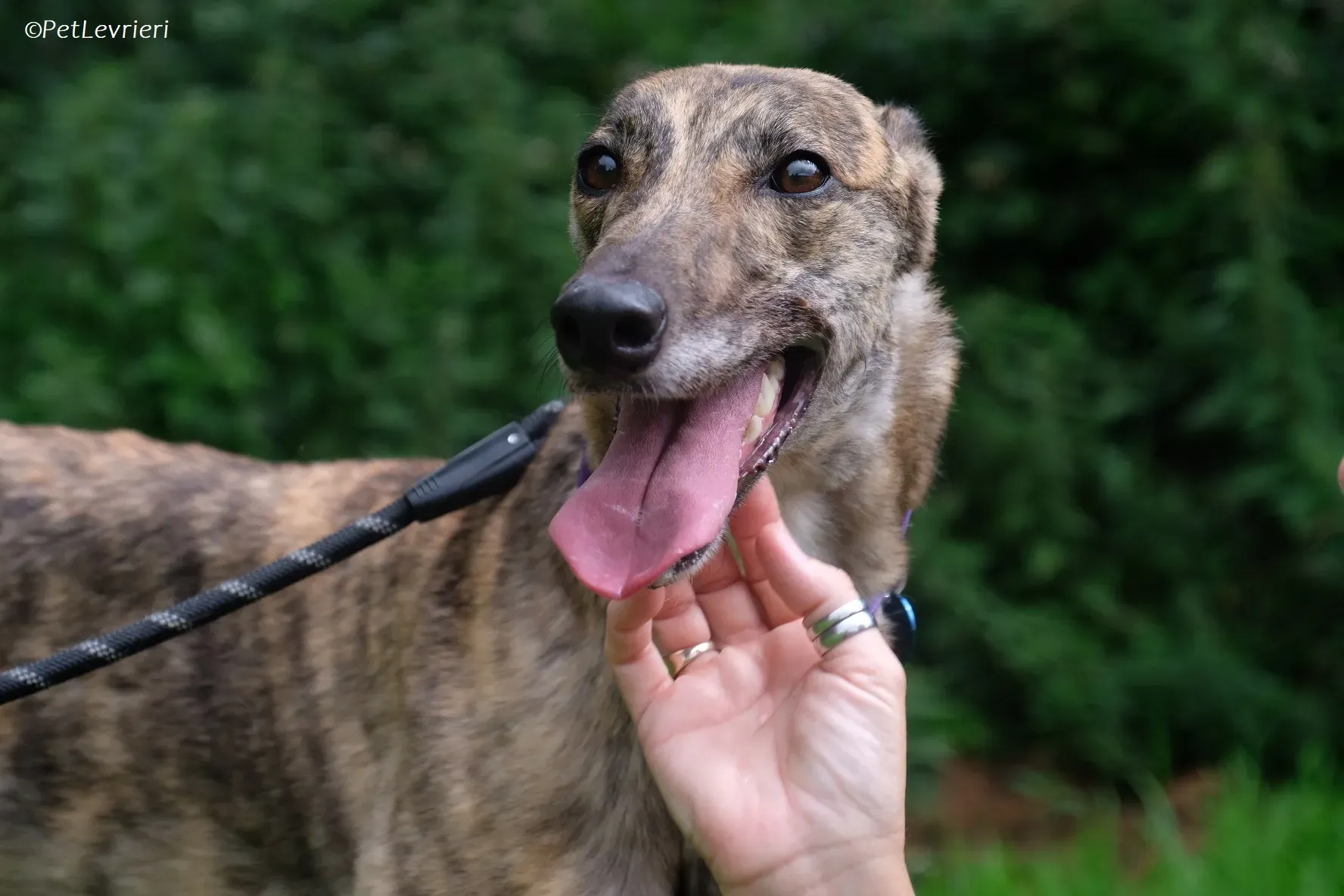 Fallon adozione levrieri greyhound 17