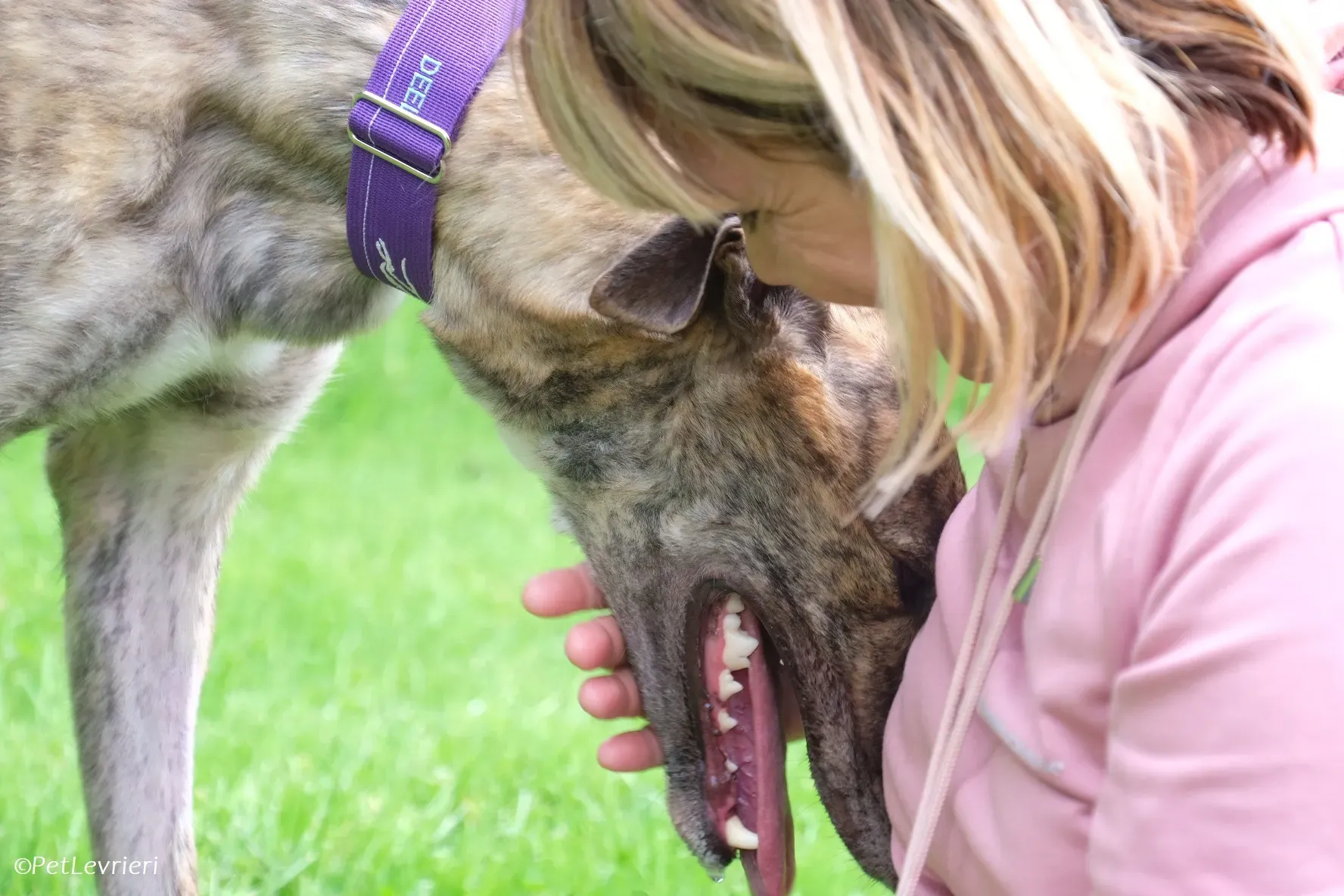 Fallon adozione levrieri greyhound 18