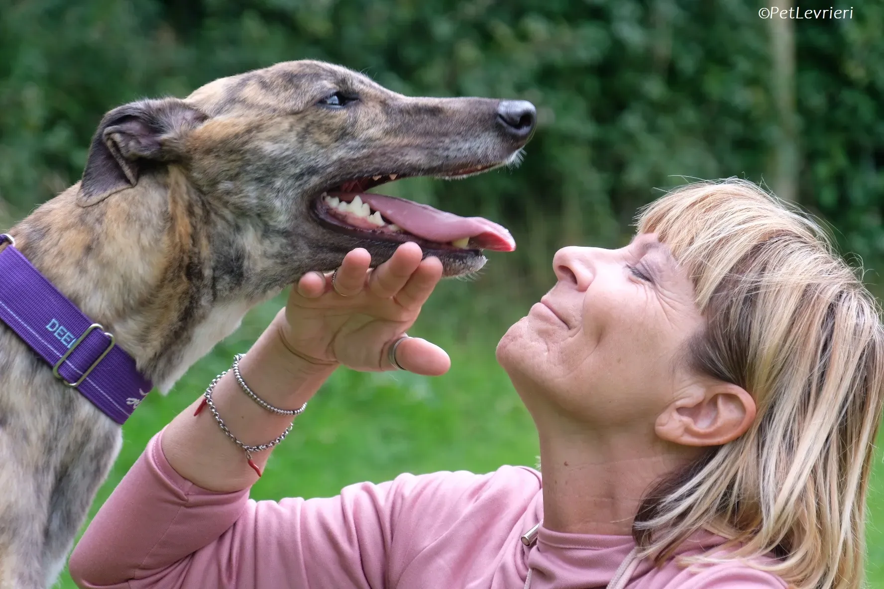 Fallon adozione levrieri greyhound 19