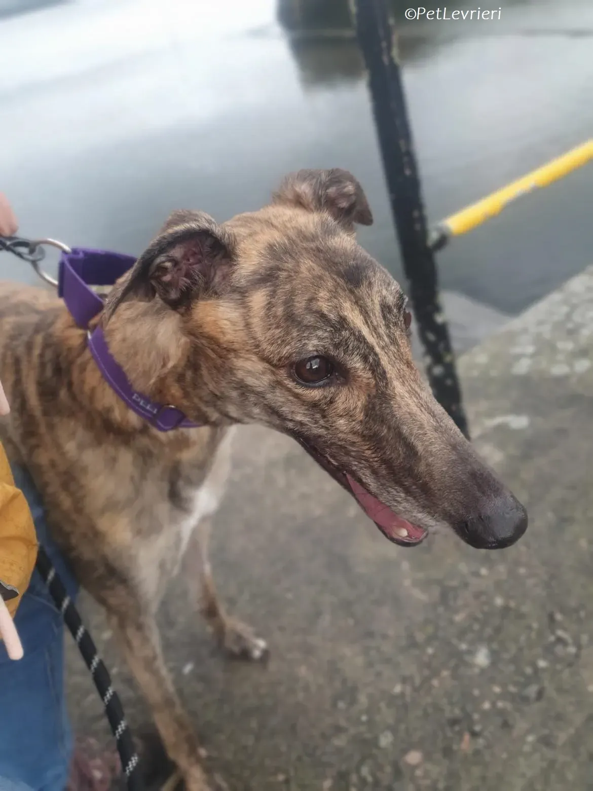 Fallon adozione levrieri greyhound 2