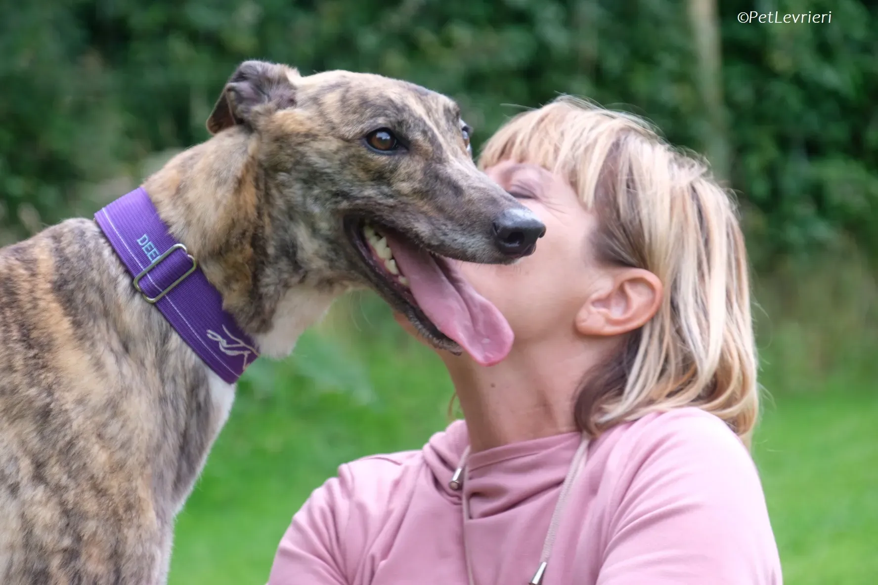 Fallon adozione levrieri greyhound 20