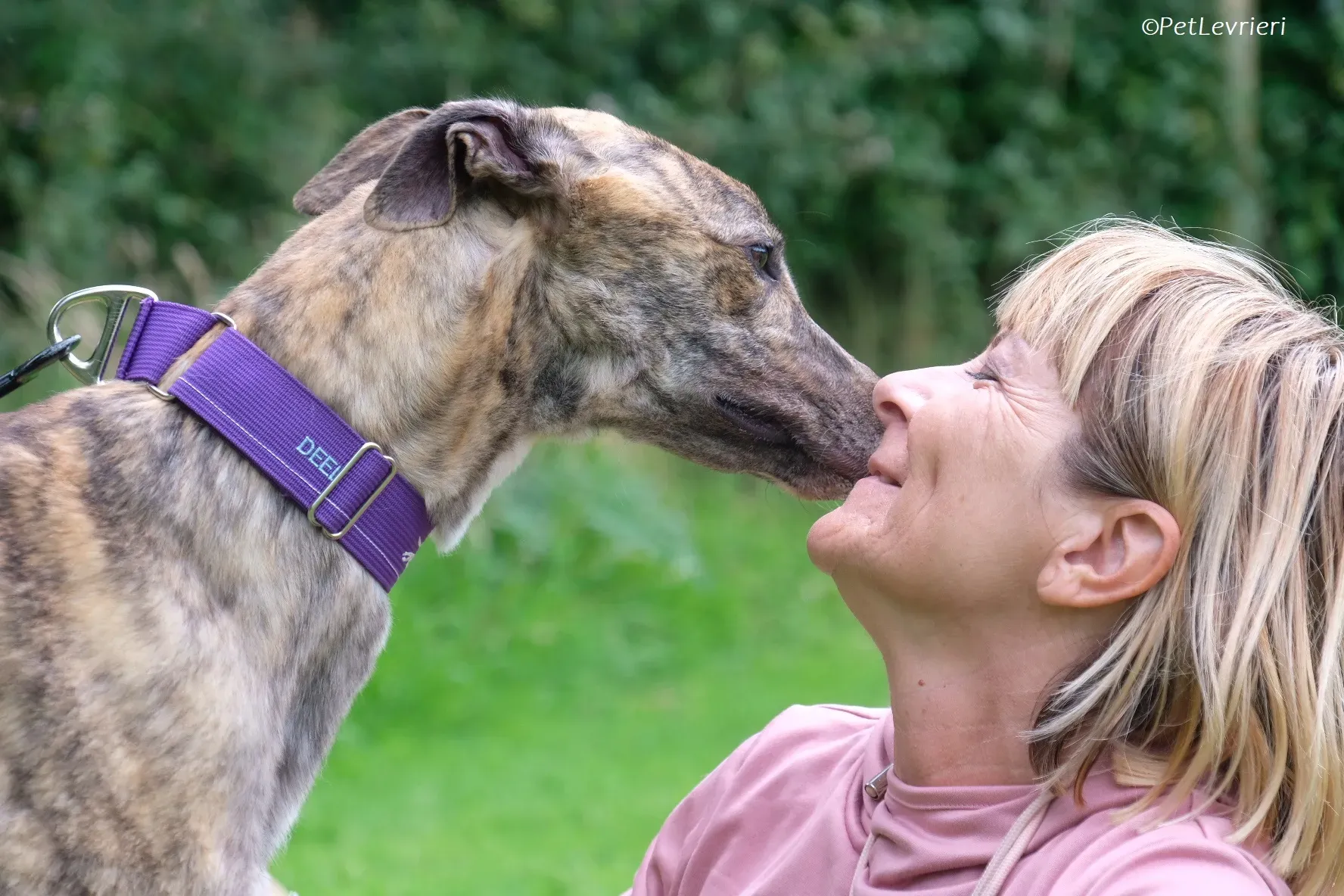 Fallon adozione levrieri greyhound 21