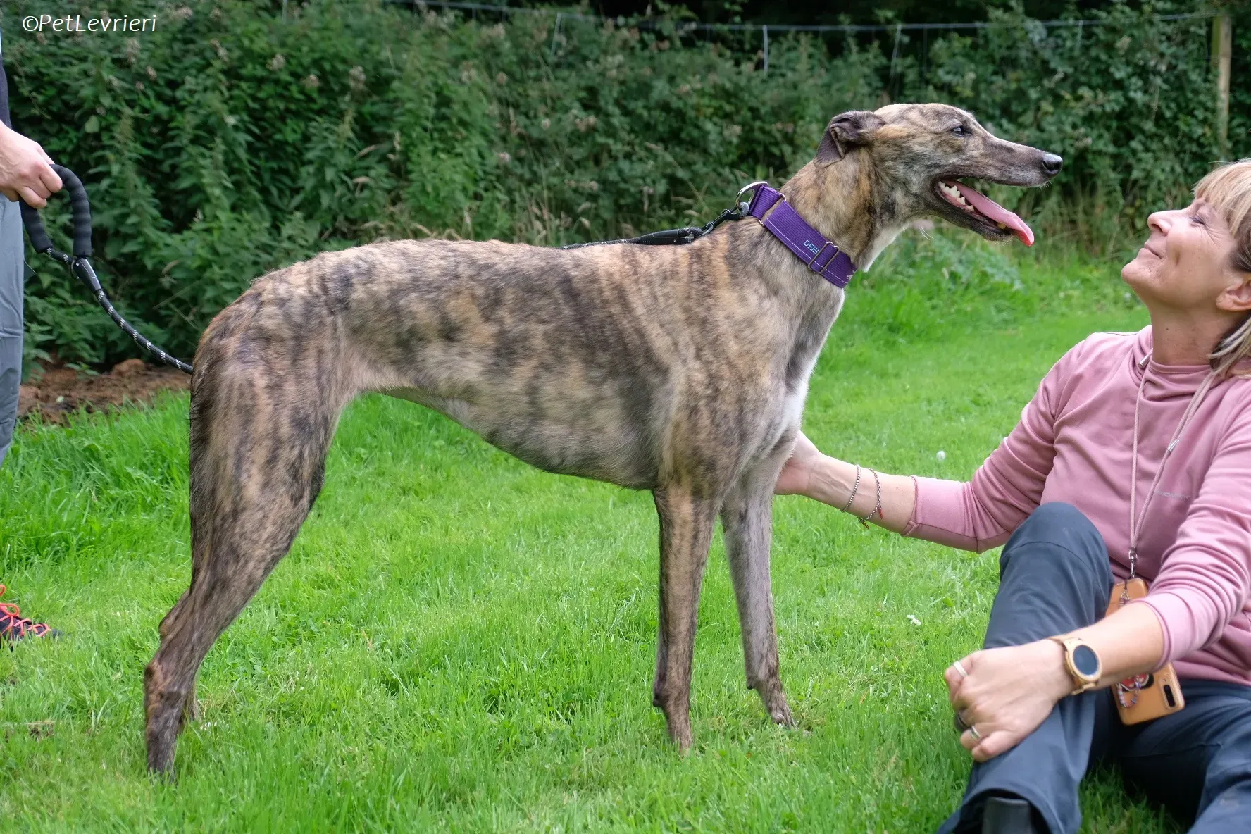 Fallon adozione levrieri greyhound 22