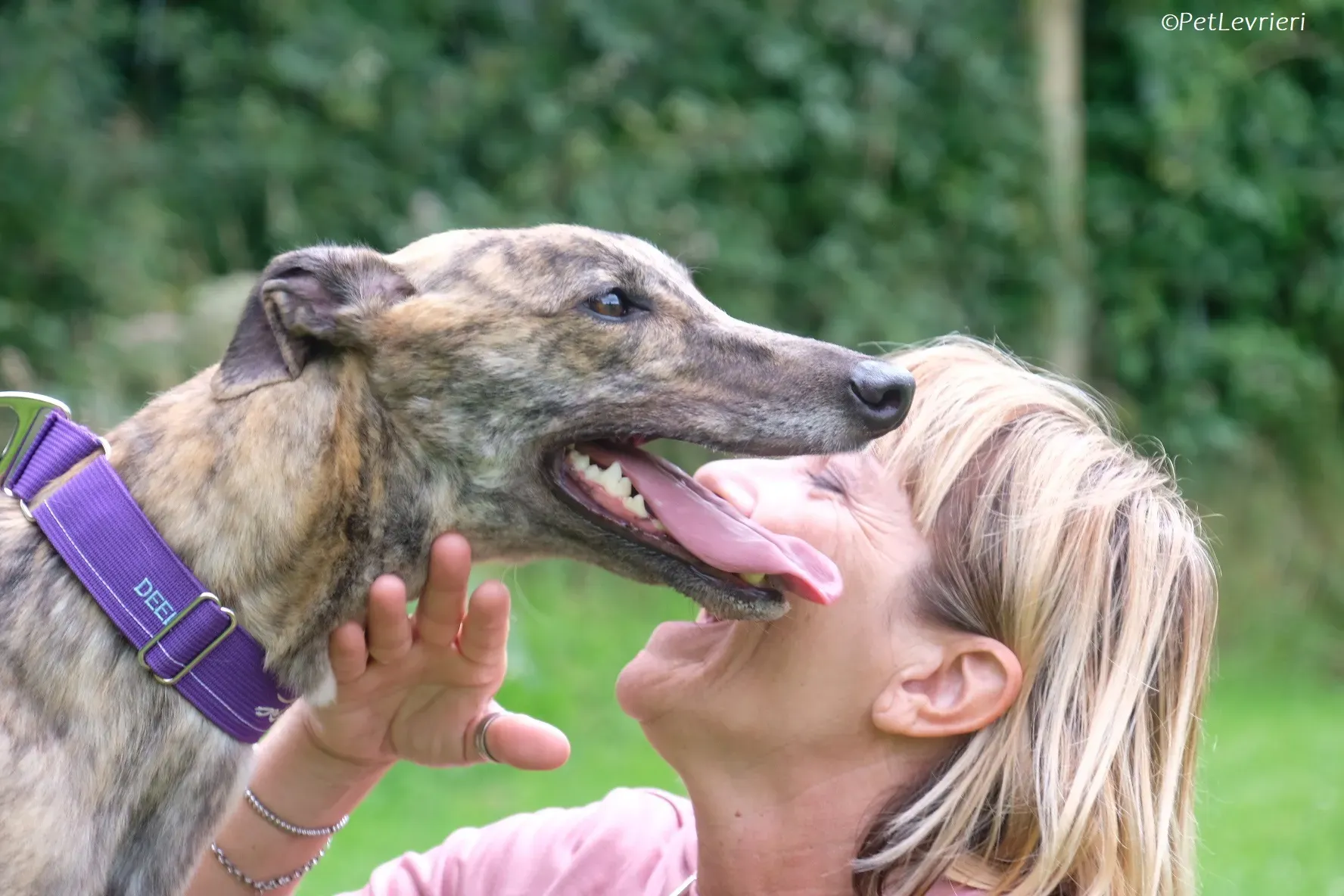 Fallon adozione levrieri greyhound 23