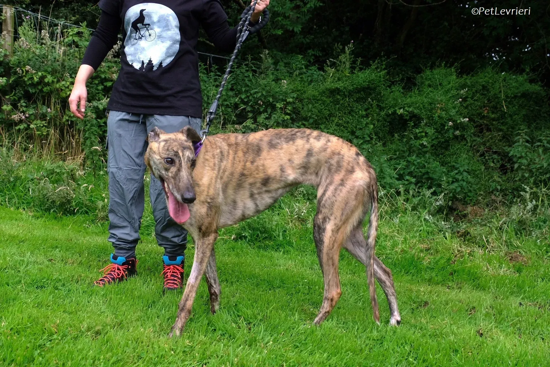 Fallon adozione levrieri greyhound 24