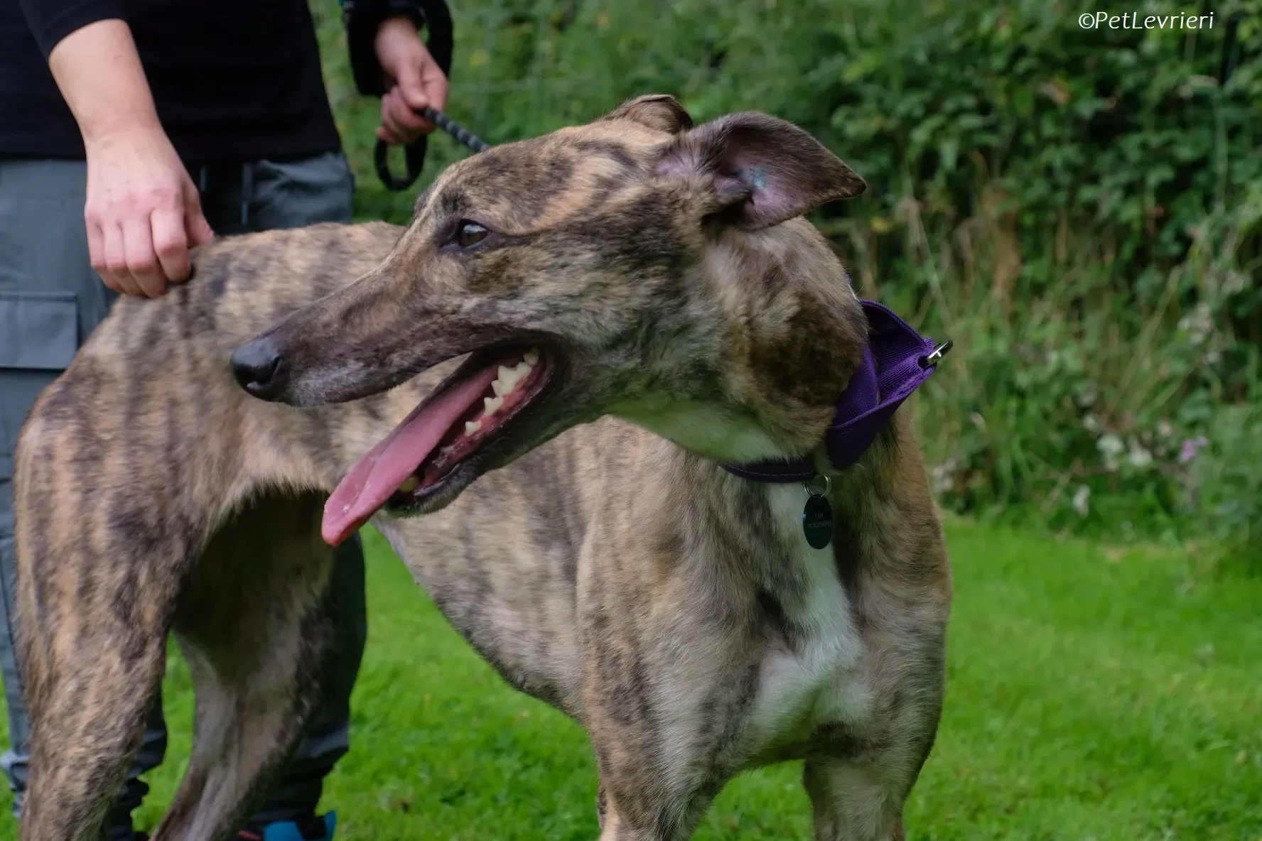 Fallon adozione levrieri greyhound 25