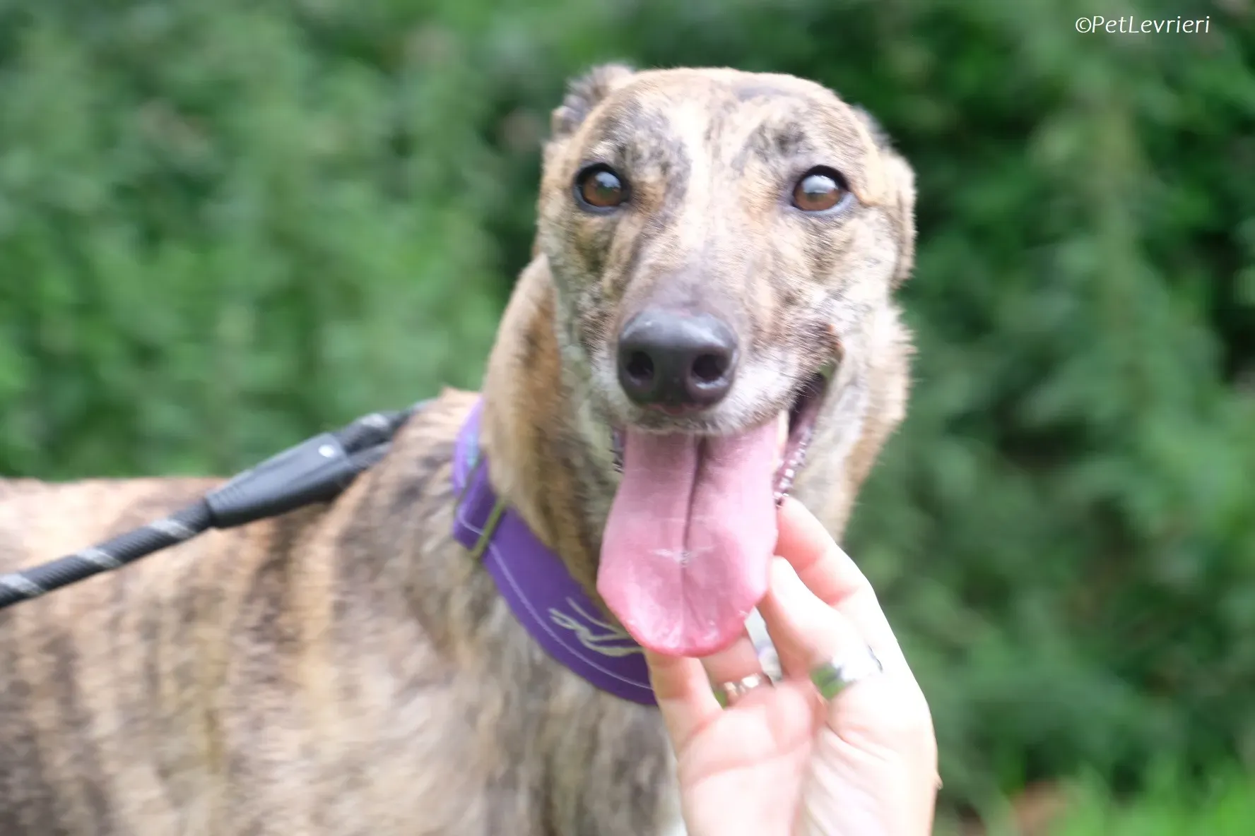 Fallon adozione levrieri greyhound 26