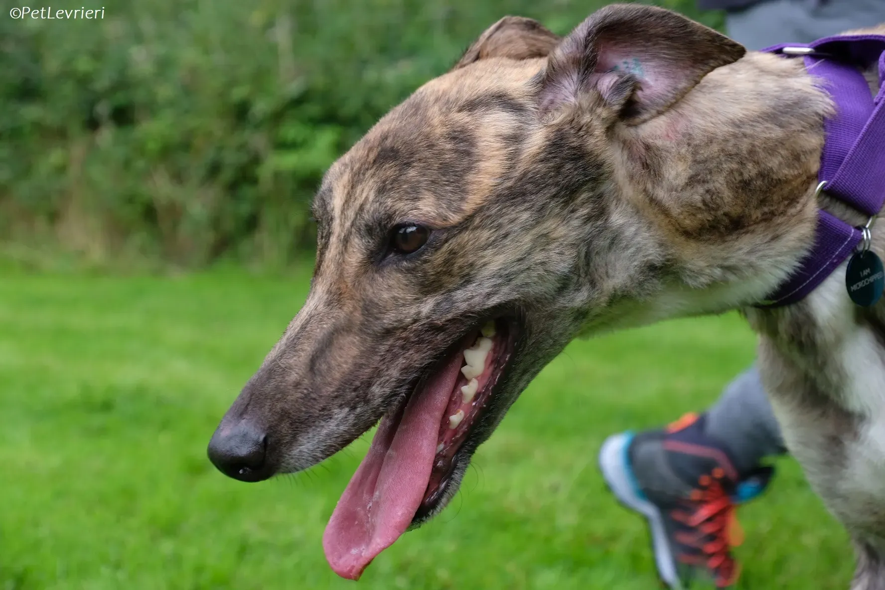 Fallon adozione levrieri greyhound 27