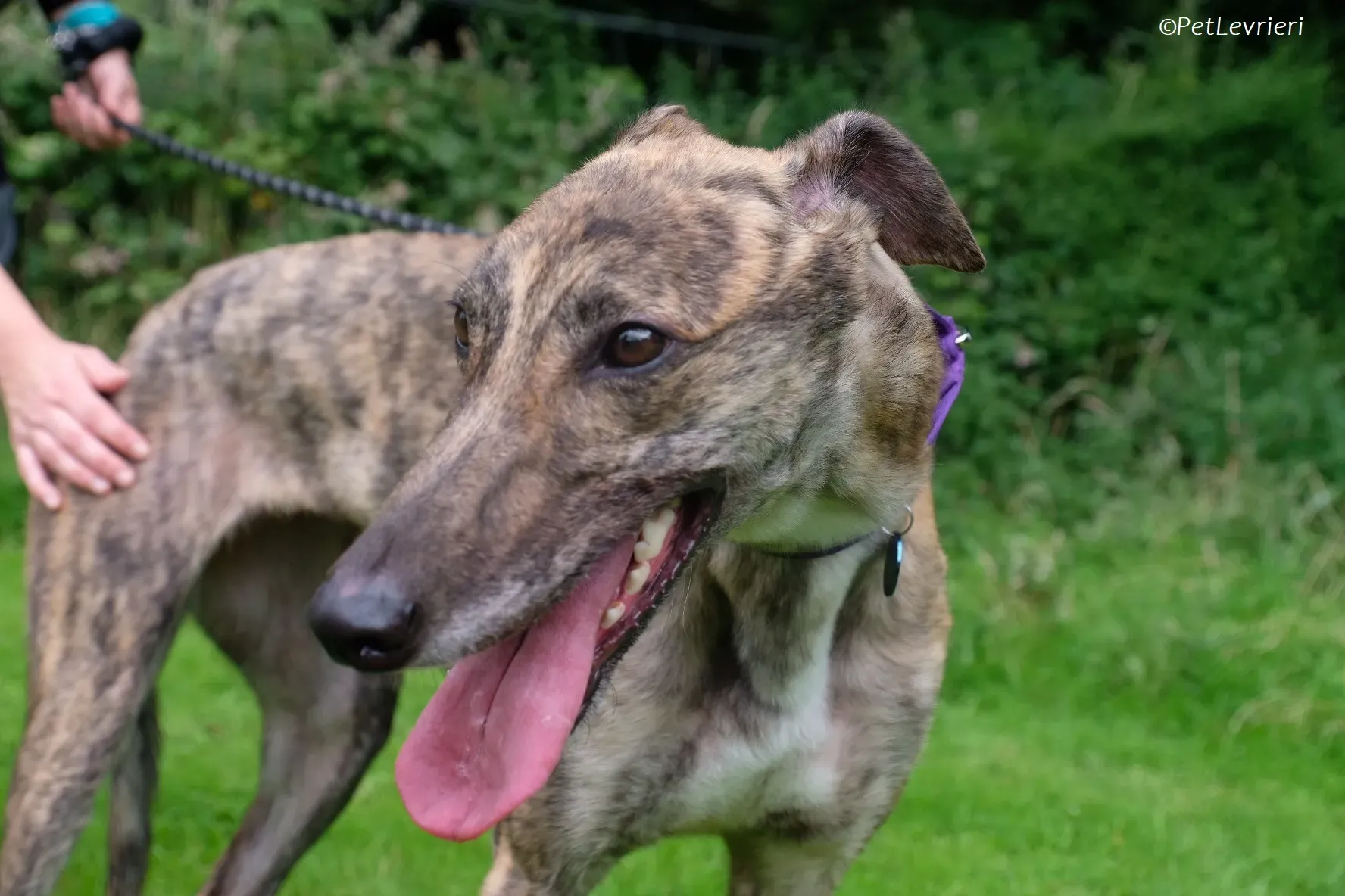 Fallon adozione levrieri greyhound 28