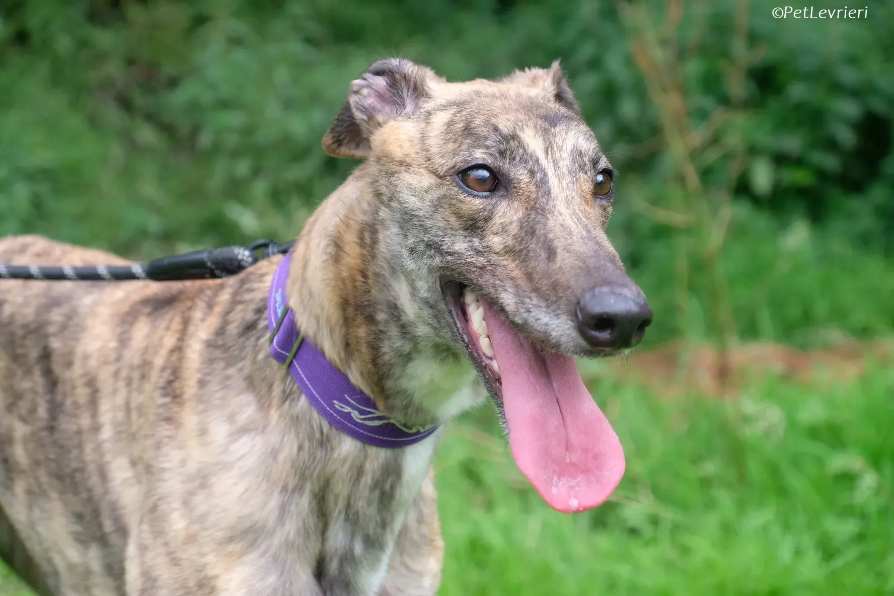 Fallon adozione levrieri greyhound 29