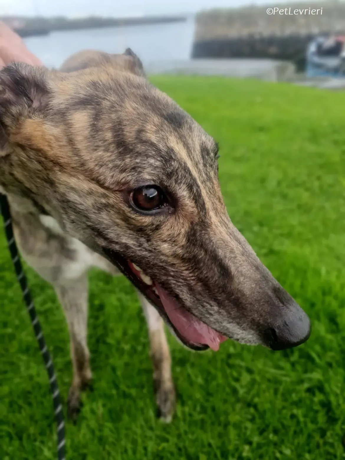 Fallon adozione levrieri greyhound 3