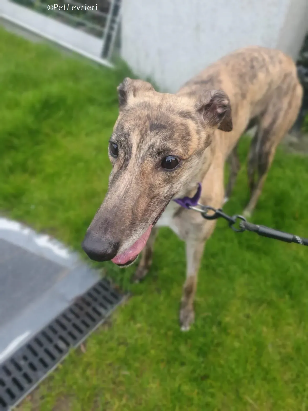 Fallon adozione levrieri greyhound 4