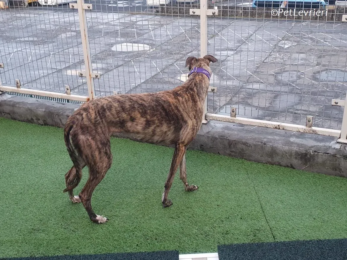 Fallon adozione levrieri greyhound 6