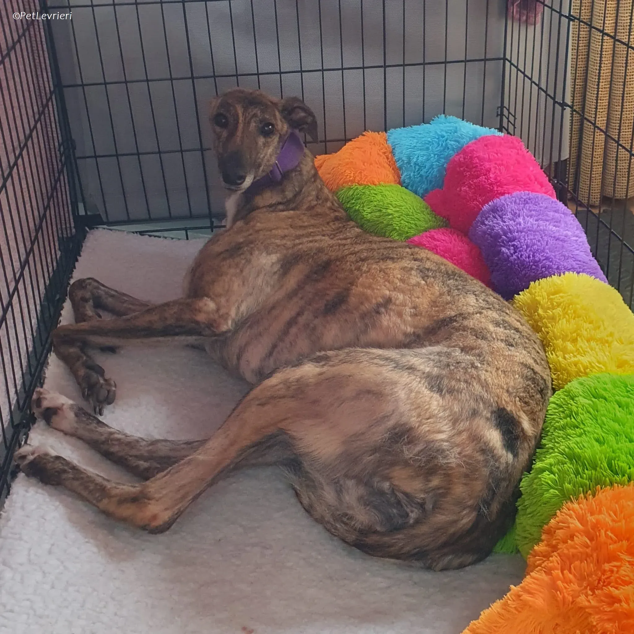 Fallon adozione levrieri greyhound 7