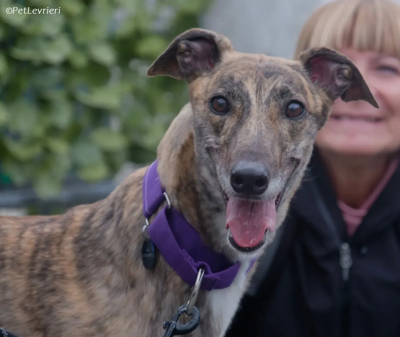 Fallon adozione levrieri greyhound 8