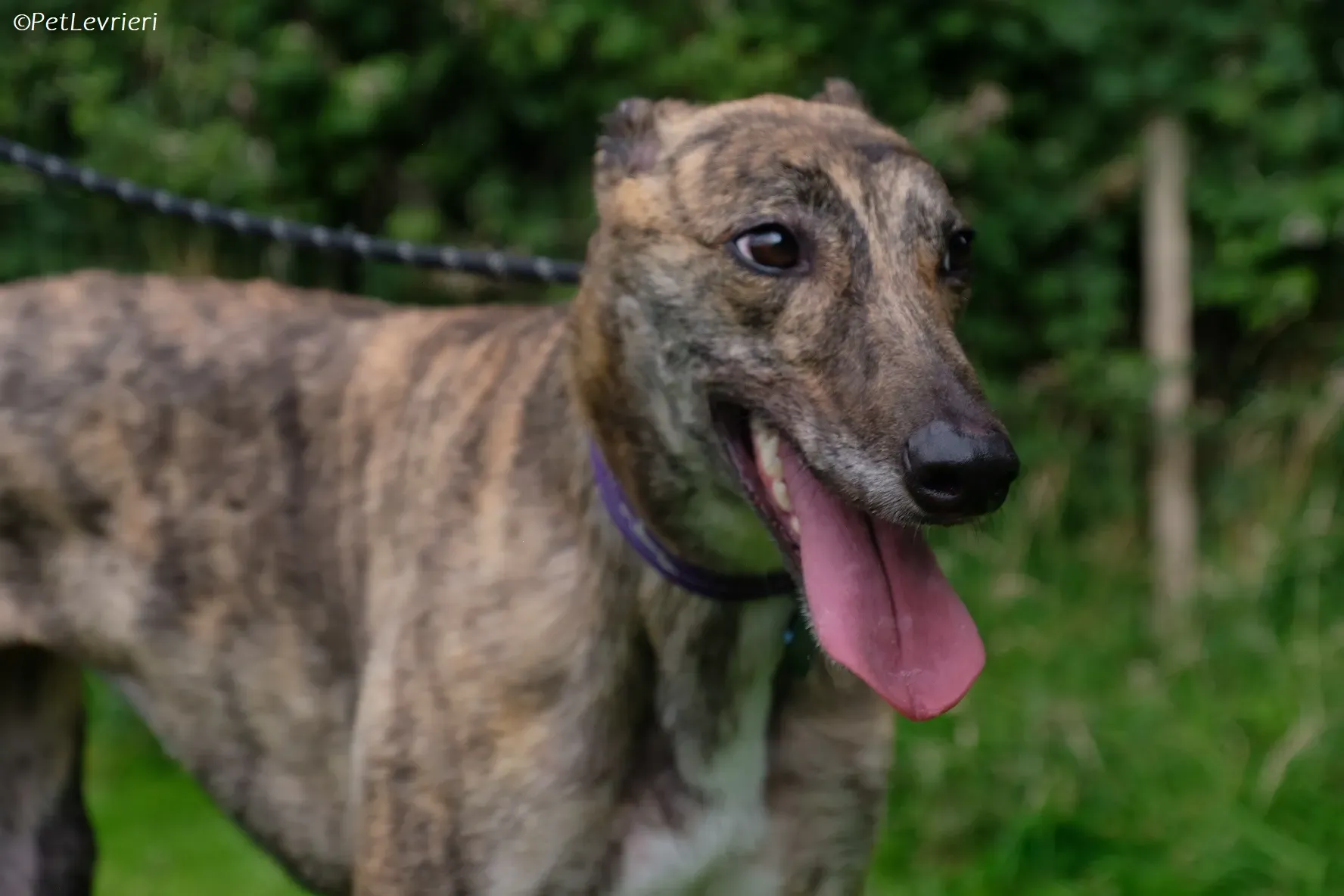 Fallon adozione levrieri greyhound 9