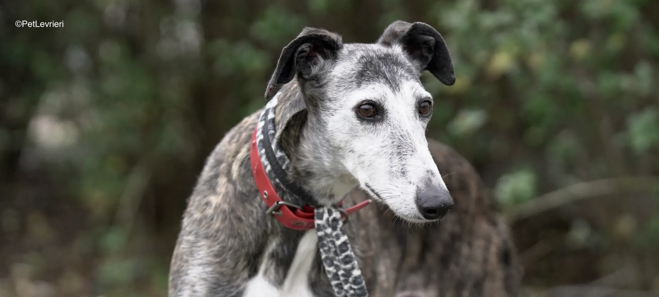 Famosa adozione galgo pet levrieri 1 scaled e1708501698786