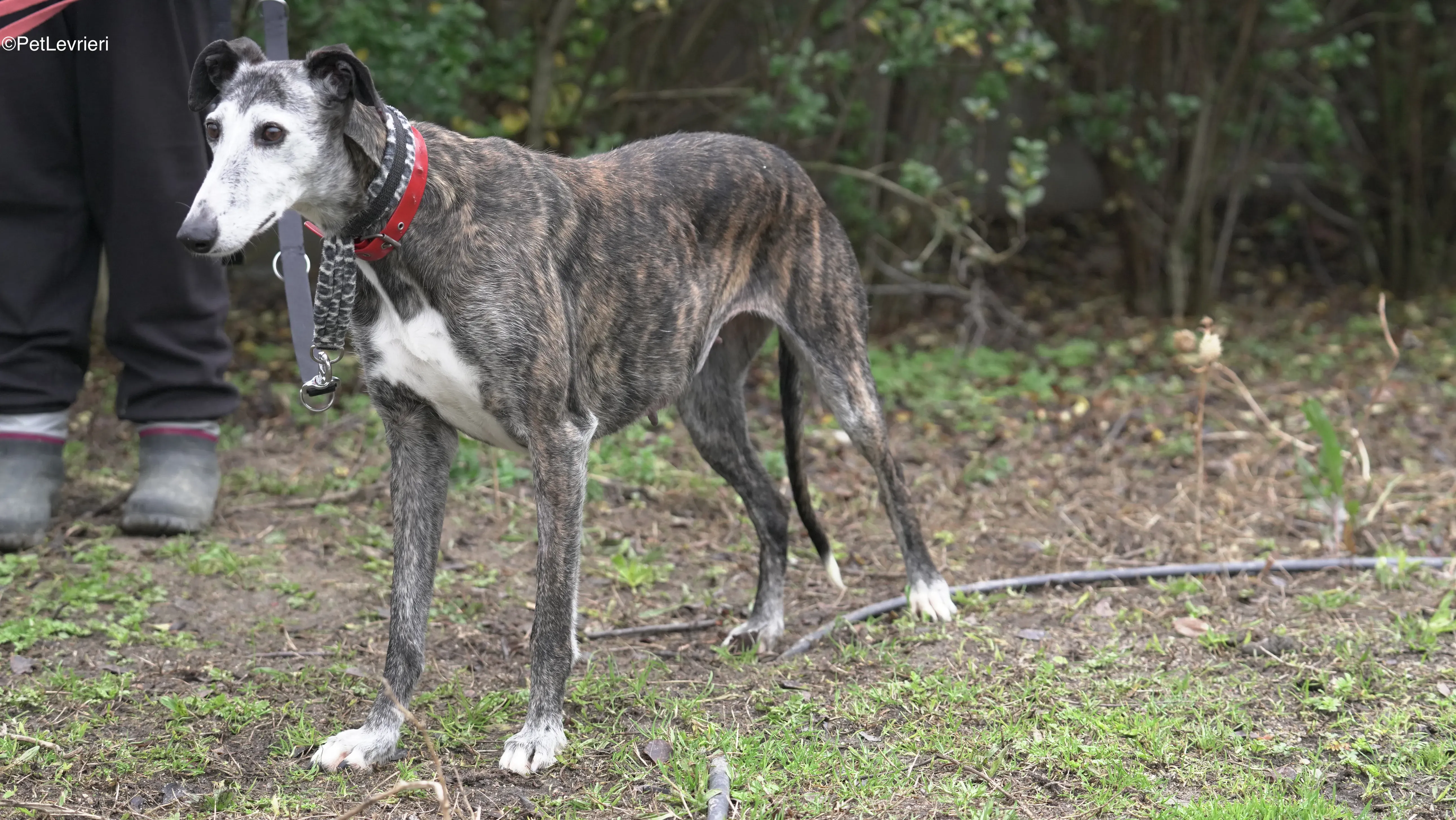 Famosa adozione galgo pet levrieri 10