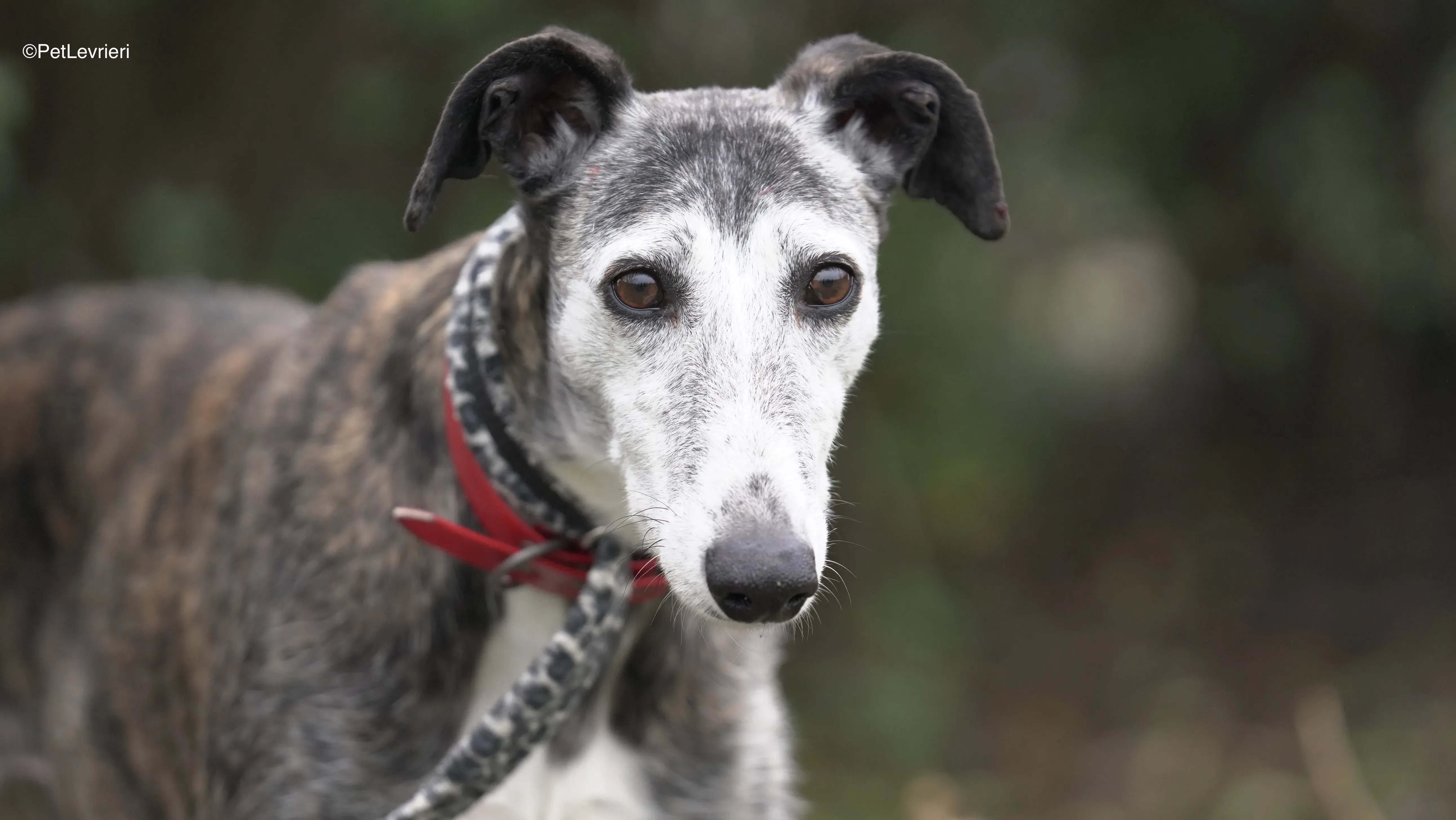 Famosa adozione galgo pet levrieri 2