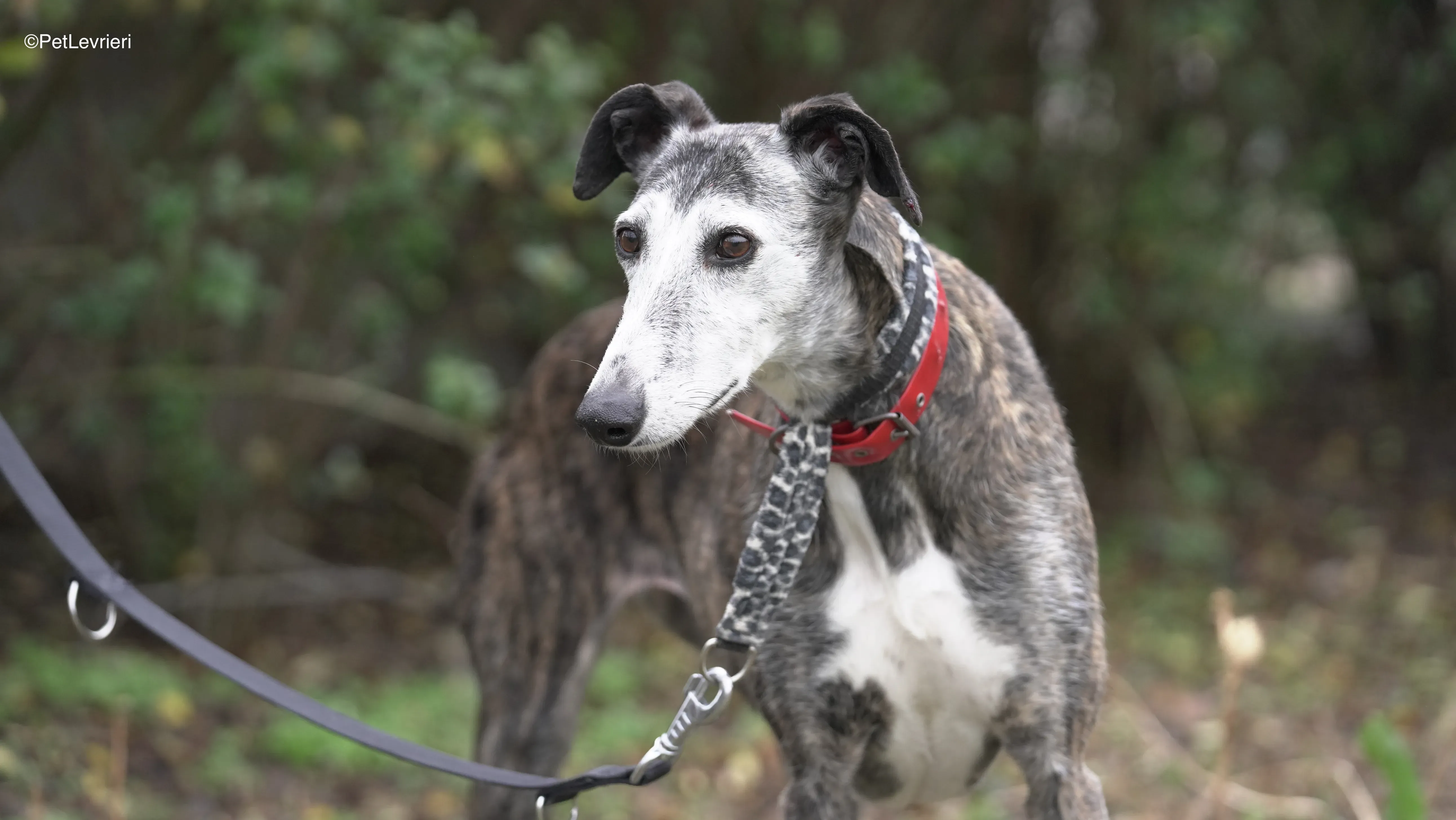 Famosa adozione galgo pet levrieri 3