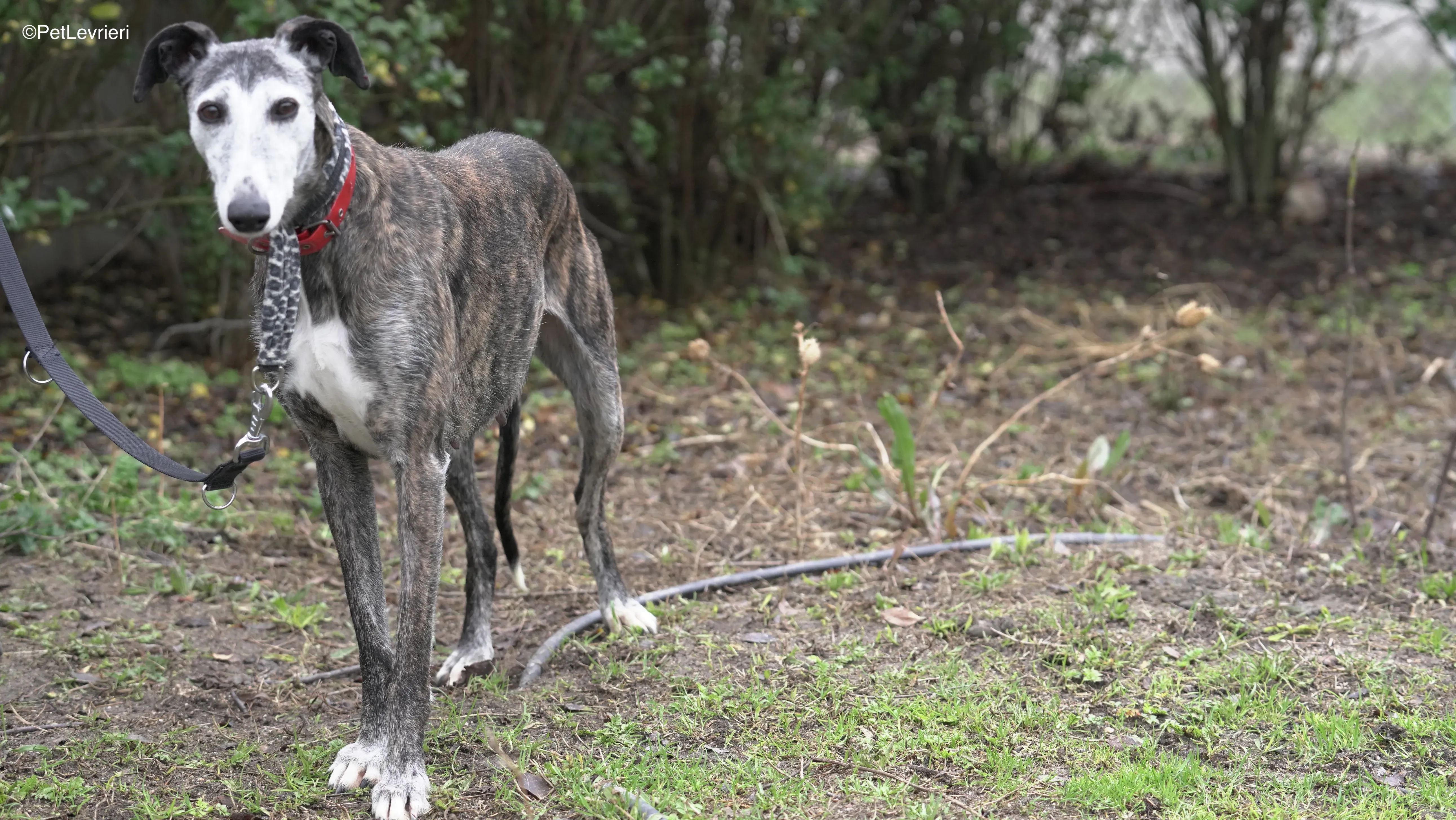 Famosa adozione galgo pet levrieri 4