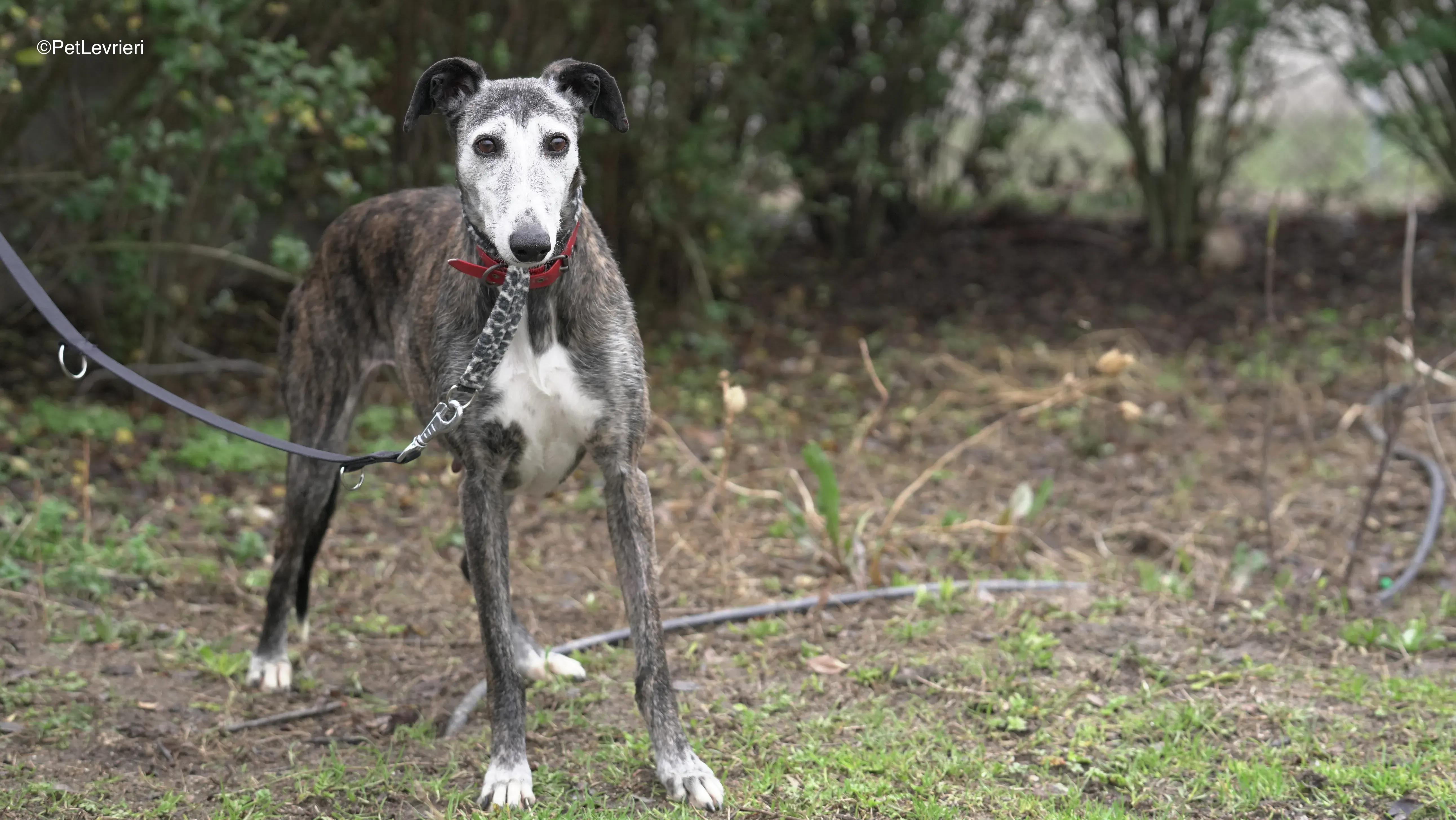 Famosa adozione galgo pet levrieri 5