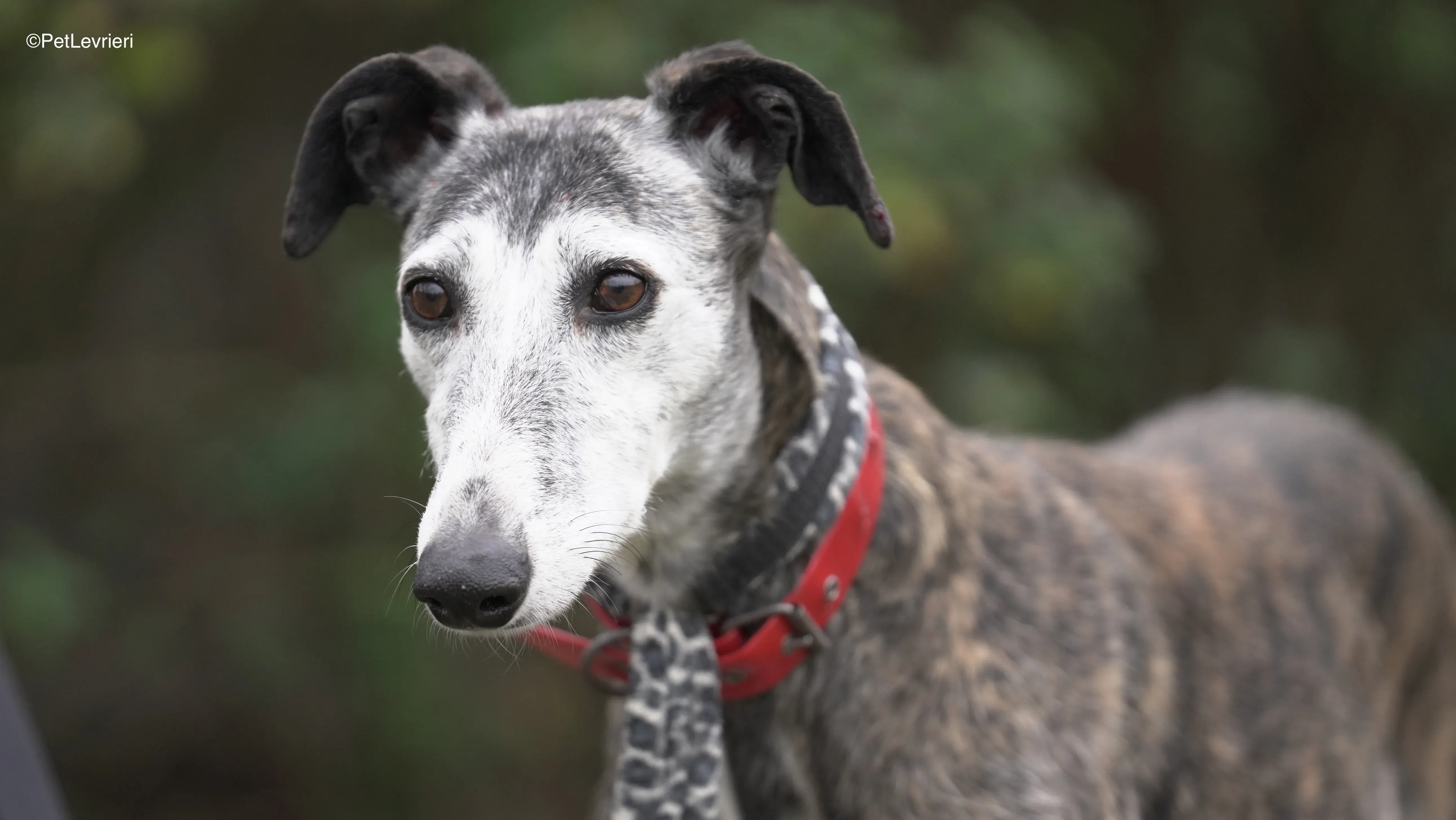 Famosa adozione galgo pet levrieri 6