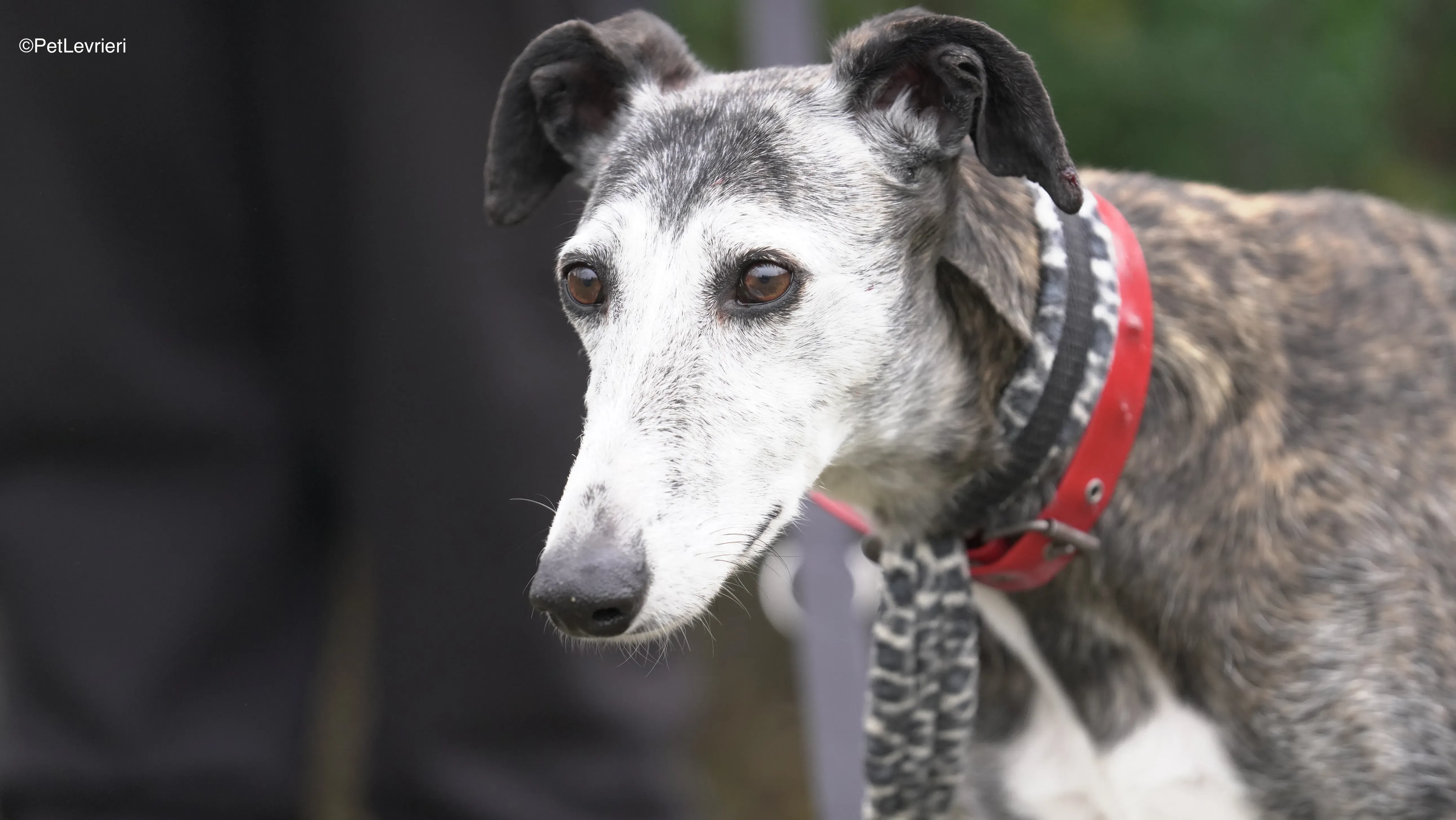 Famosa adozione galgo pet levrieri 7