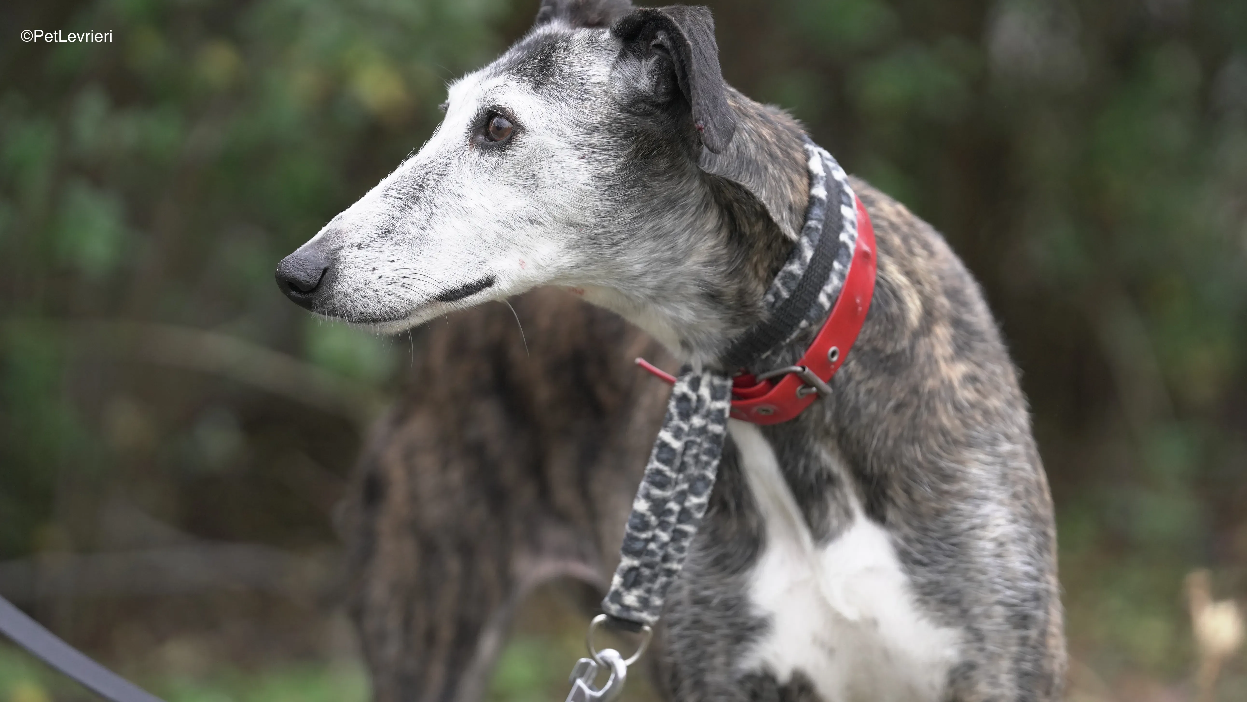 Famosa adozione galgo pet levrieri 8