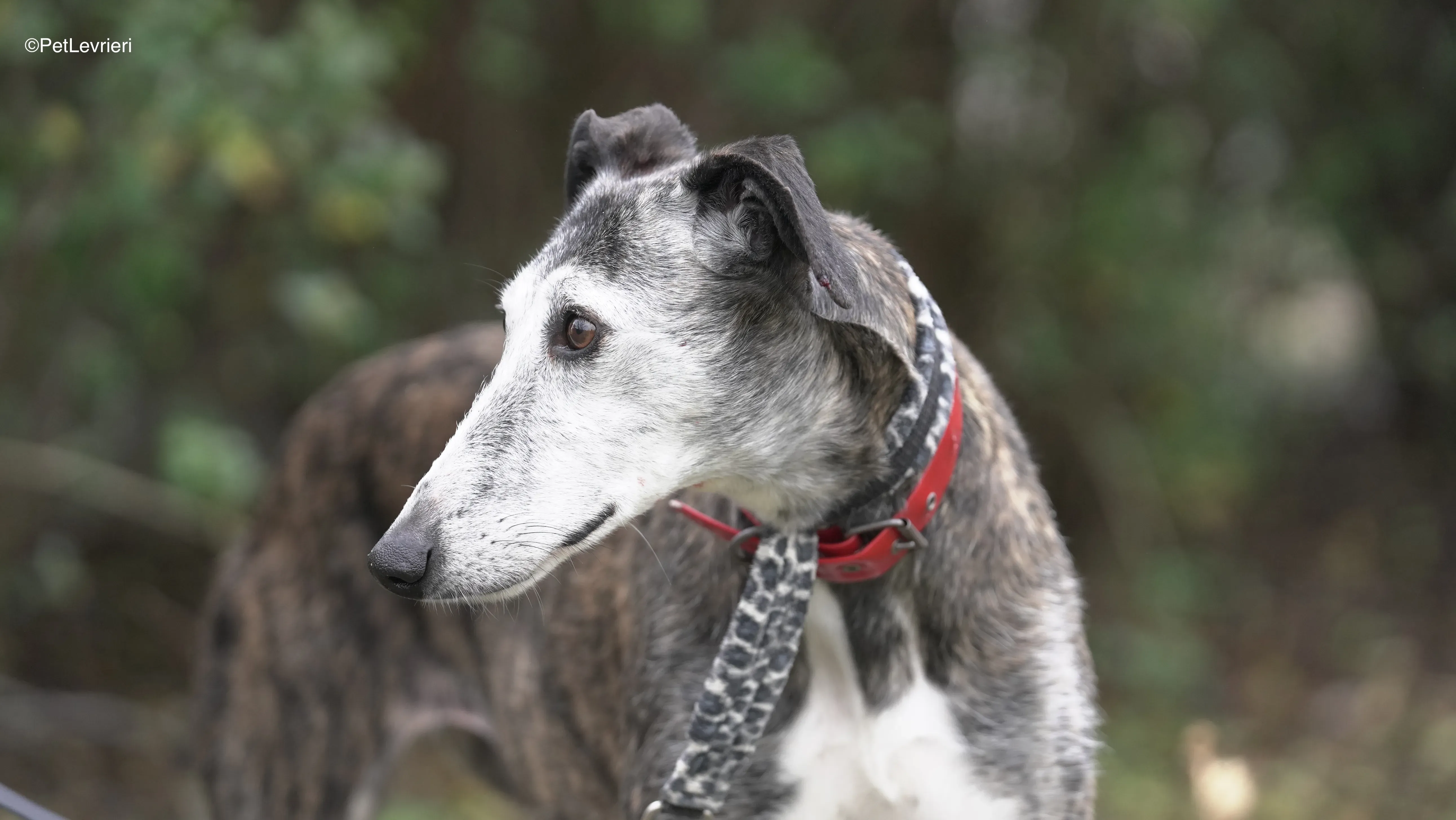 Famosa adozione galgo pet levrieri 9