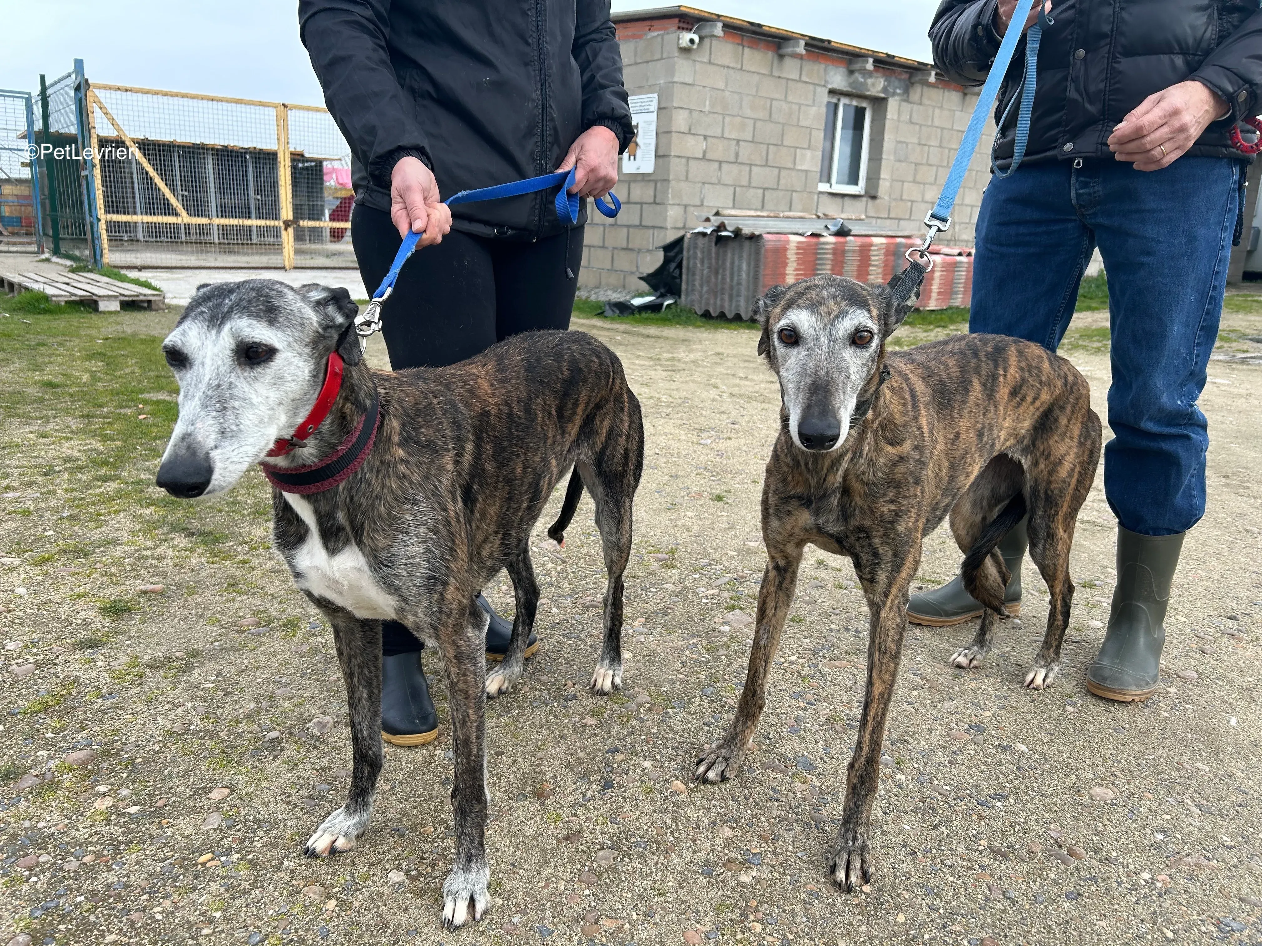 Famosa e Neus adozione galgo pet levrieri 1