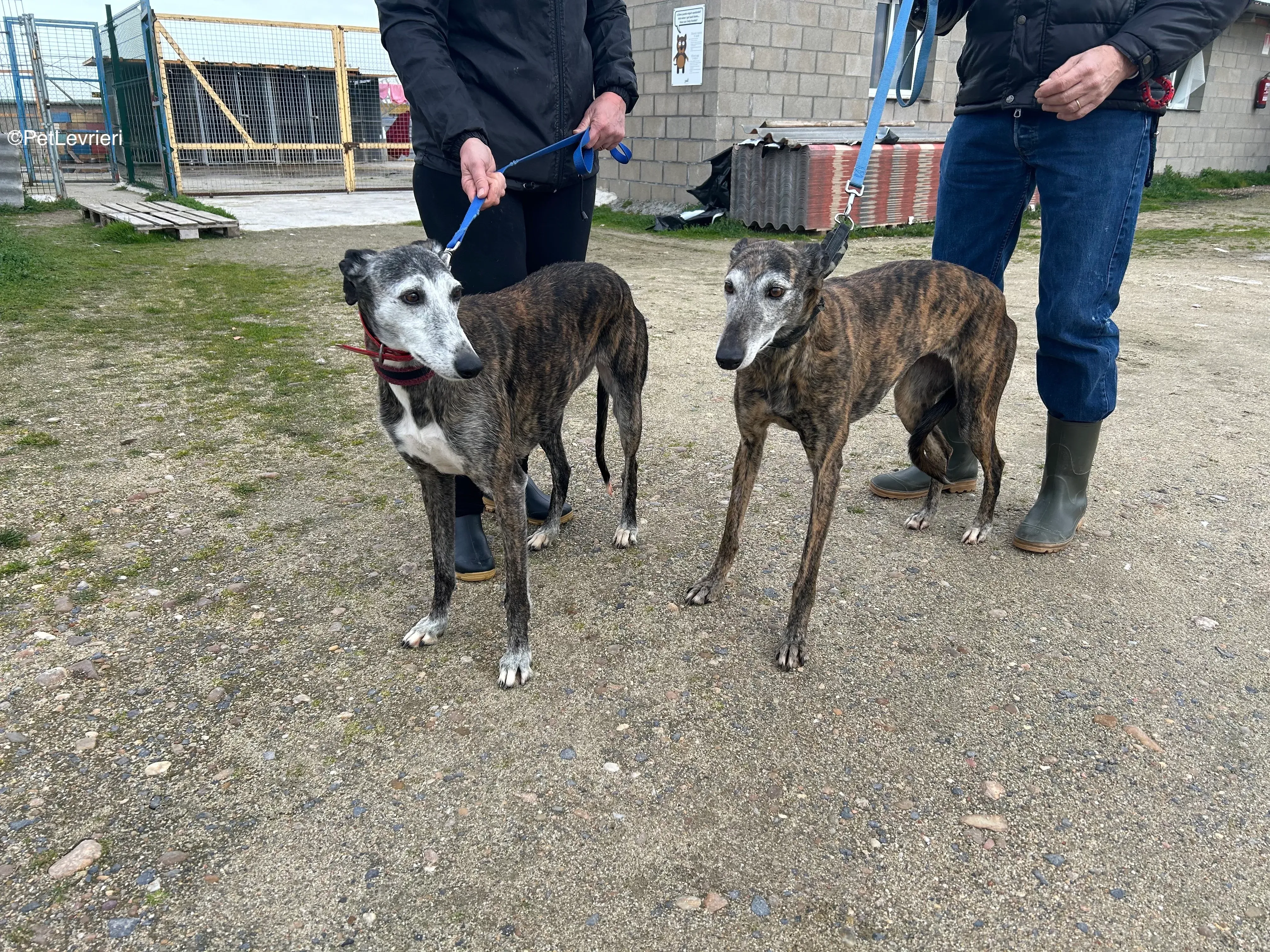 Famosa e Neus adozione galgo pet levrieri 2