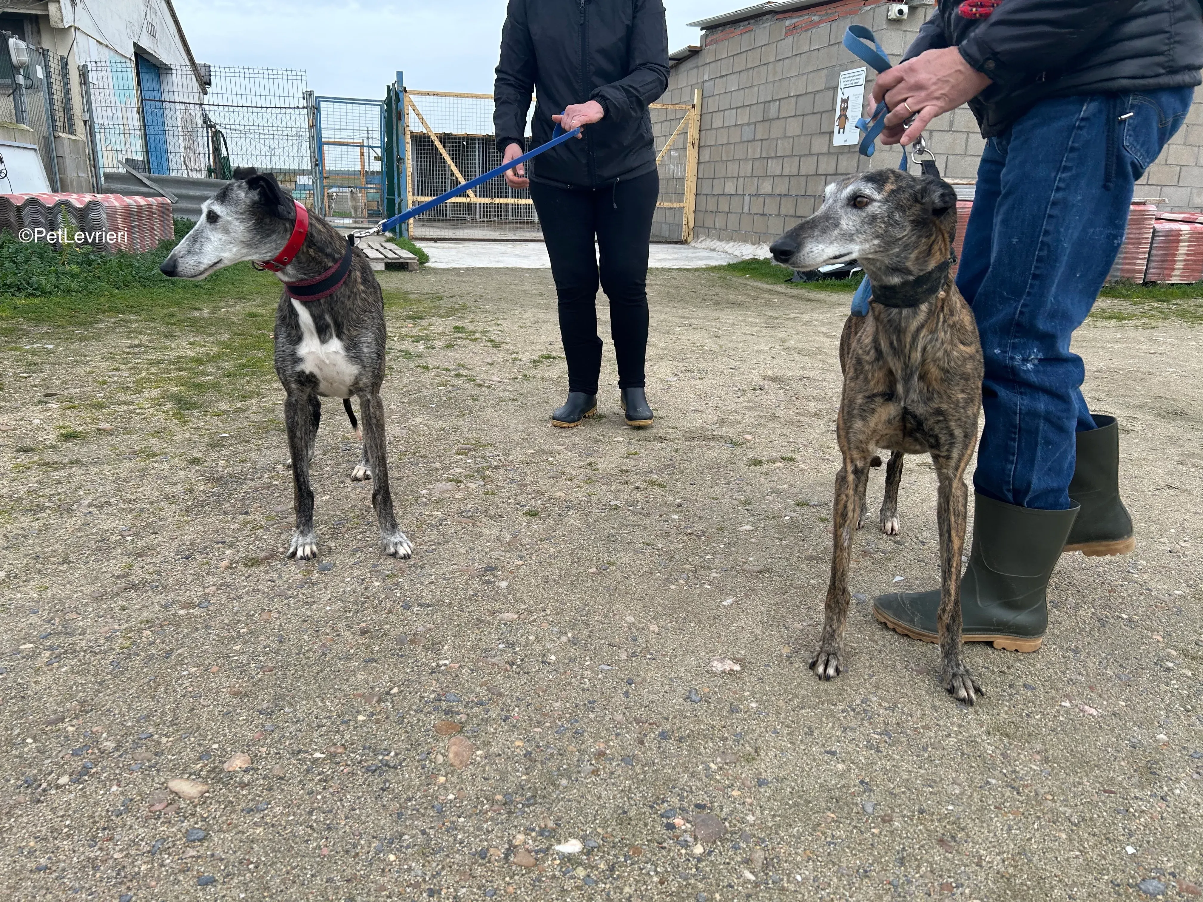 Famosa e Neus adozione galgo pet levrieri 3