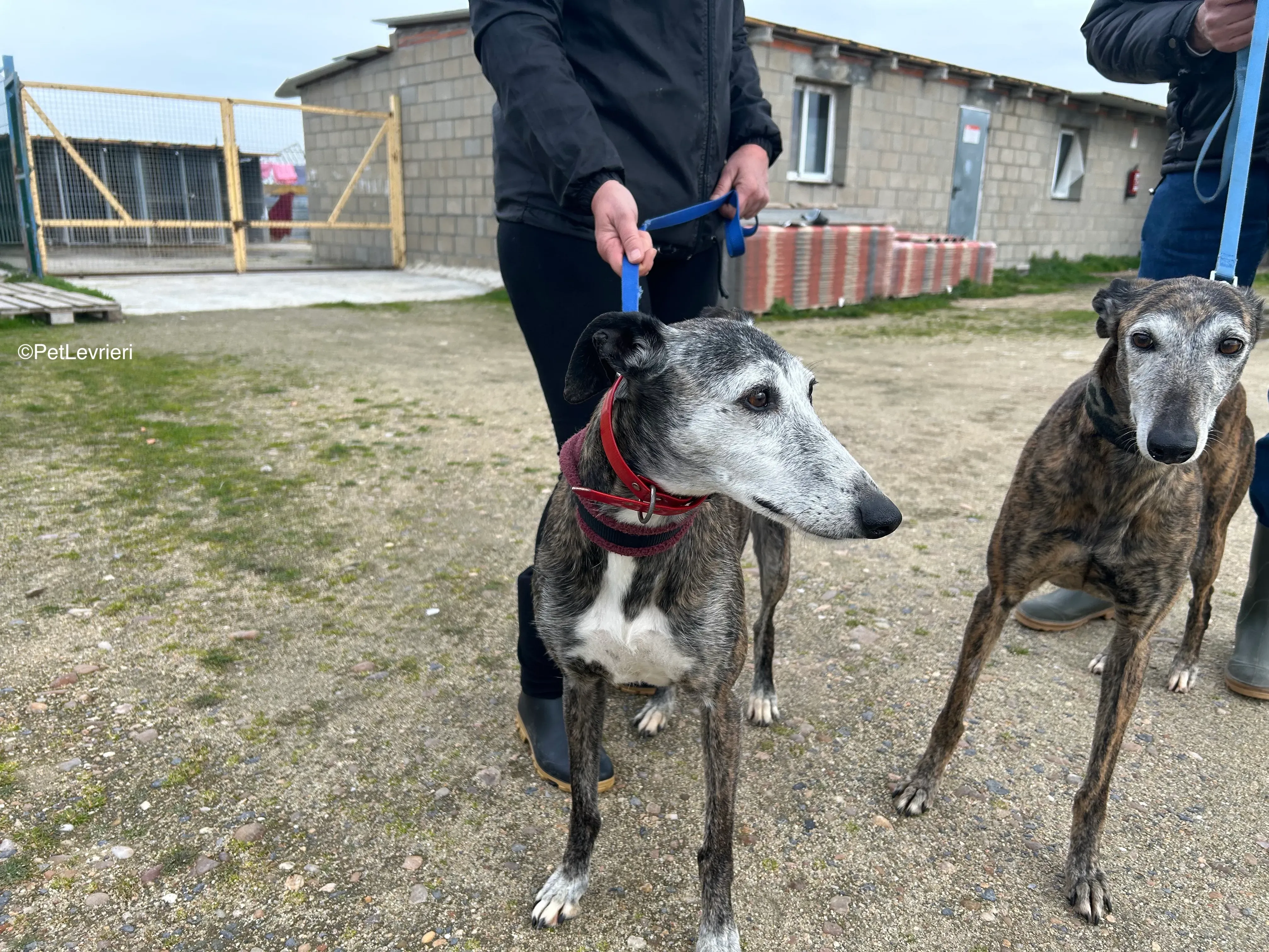 Famosa e Neus adozione galgo pet levrieri 4