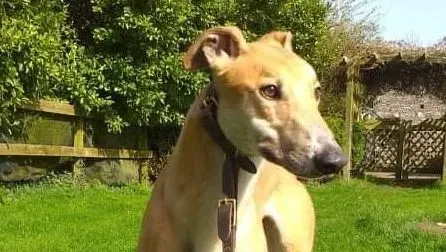 Fancy adozione levrieri greyhound 3 e1617176016725